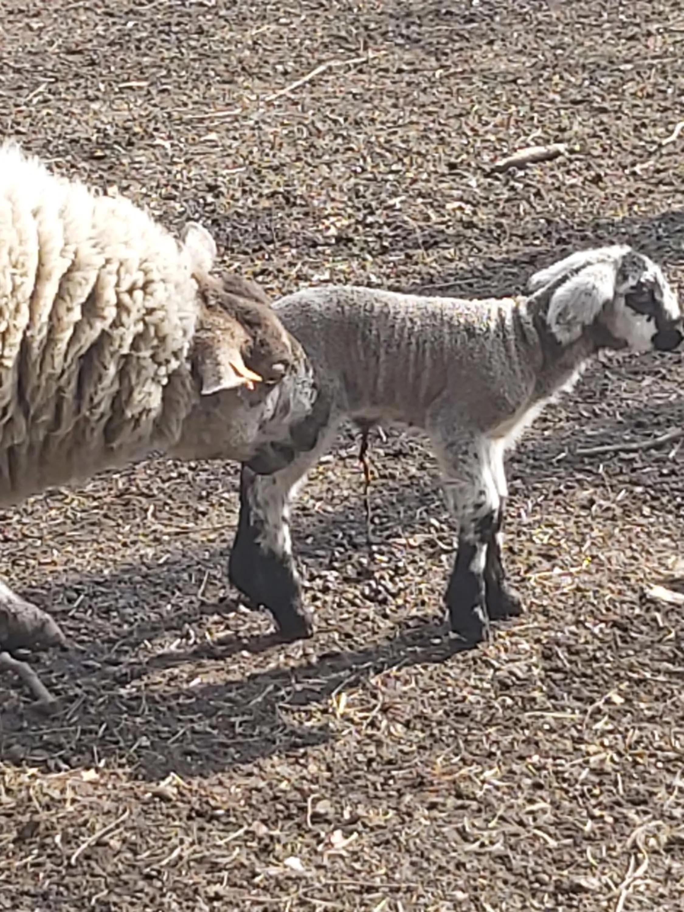 Garden view in Château Lambert Moulinsart Hotel, shuttle airport, long term parking, snooker, large terrasse, dinner, breakfast
