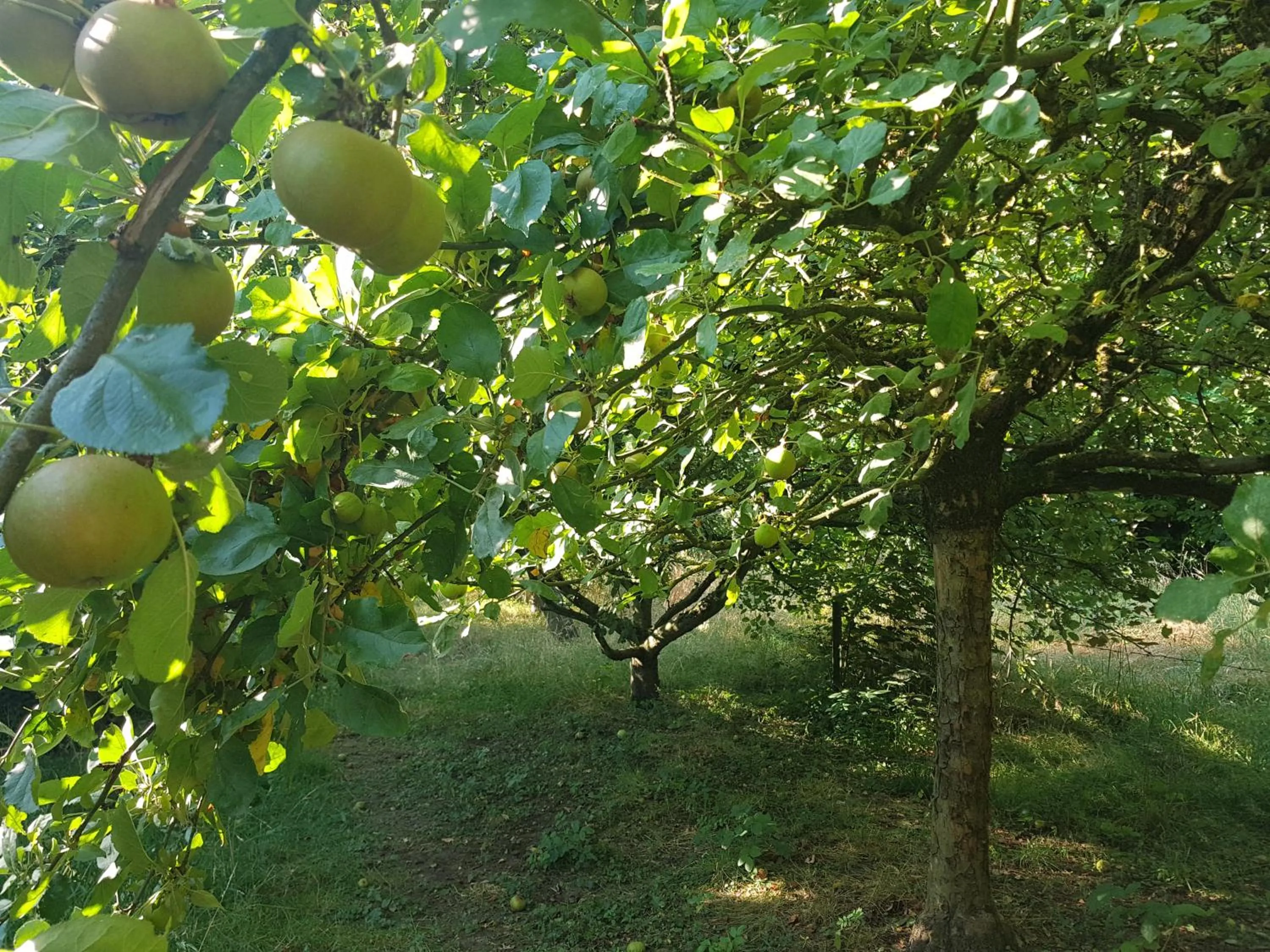 Garden view in Château Lambert Moulinsart Hotel, shuttle airport, long term parking, snooker, large terrasse, dinner, breakfast