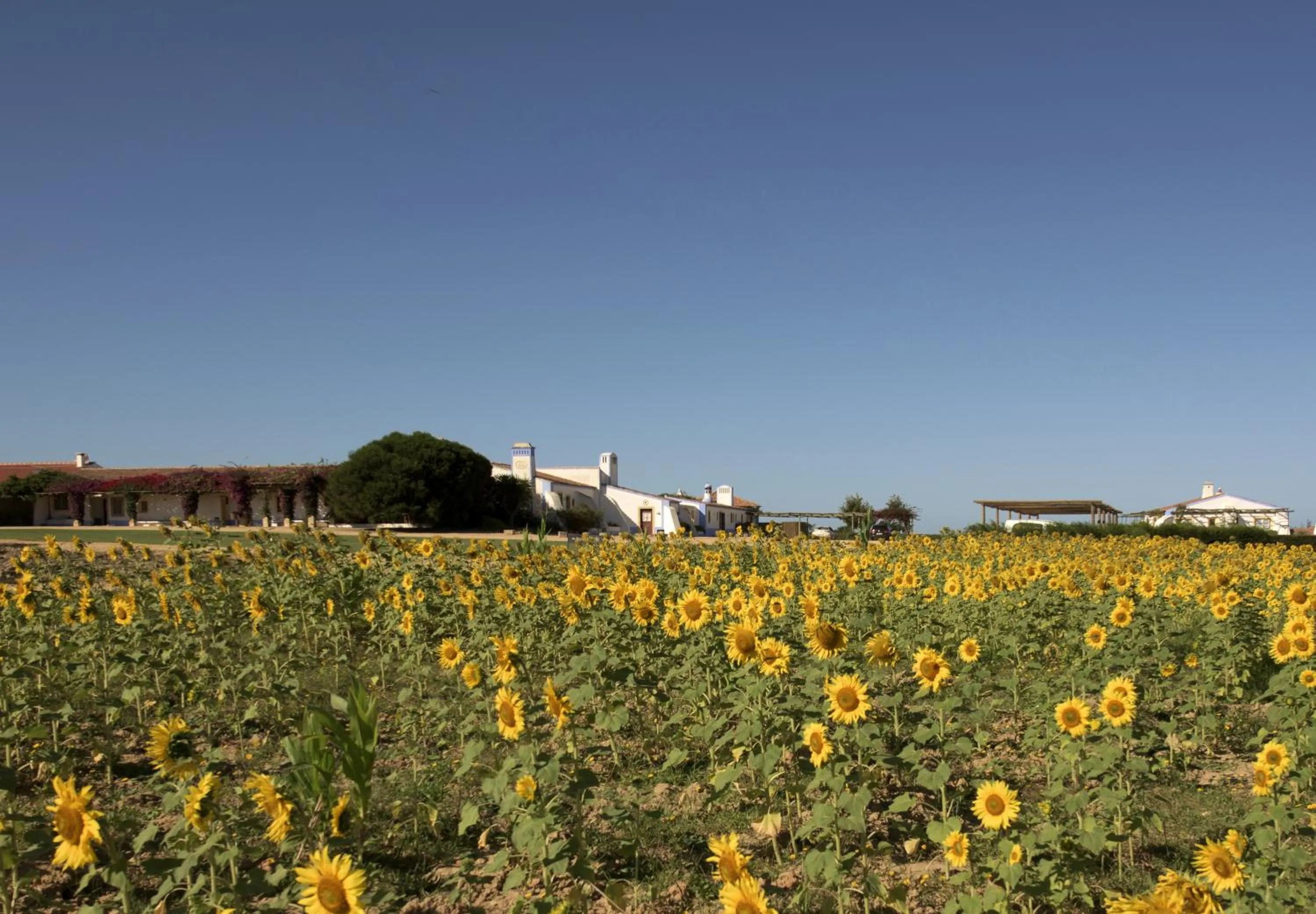 Off site in Herdade Do Touril