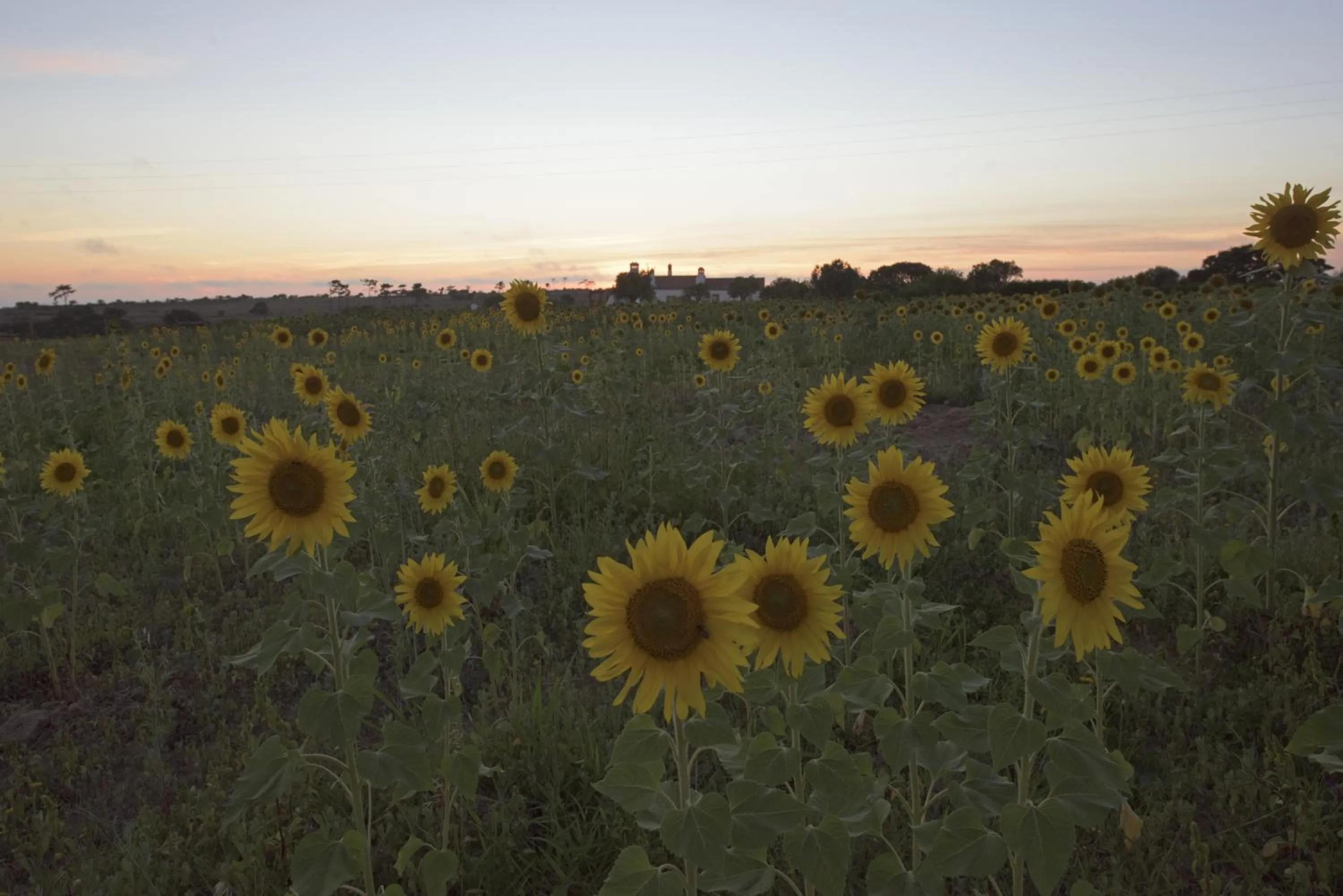 Other in Herdade Do Touril