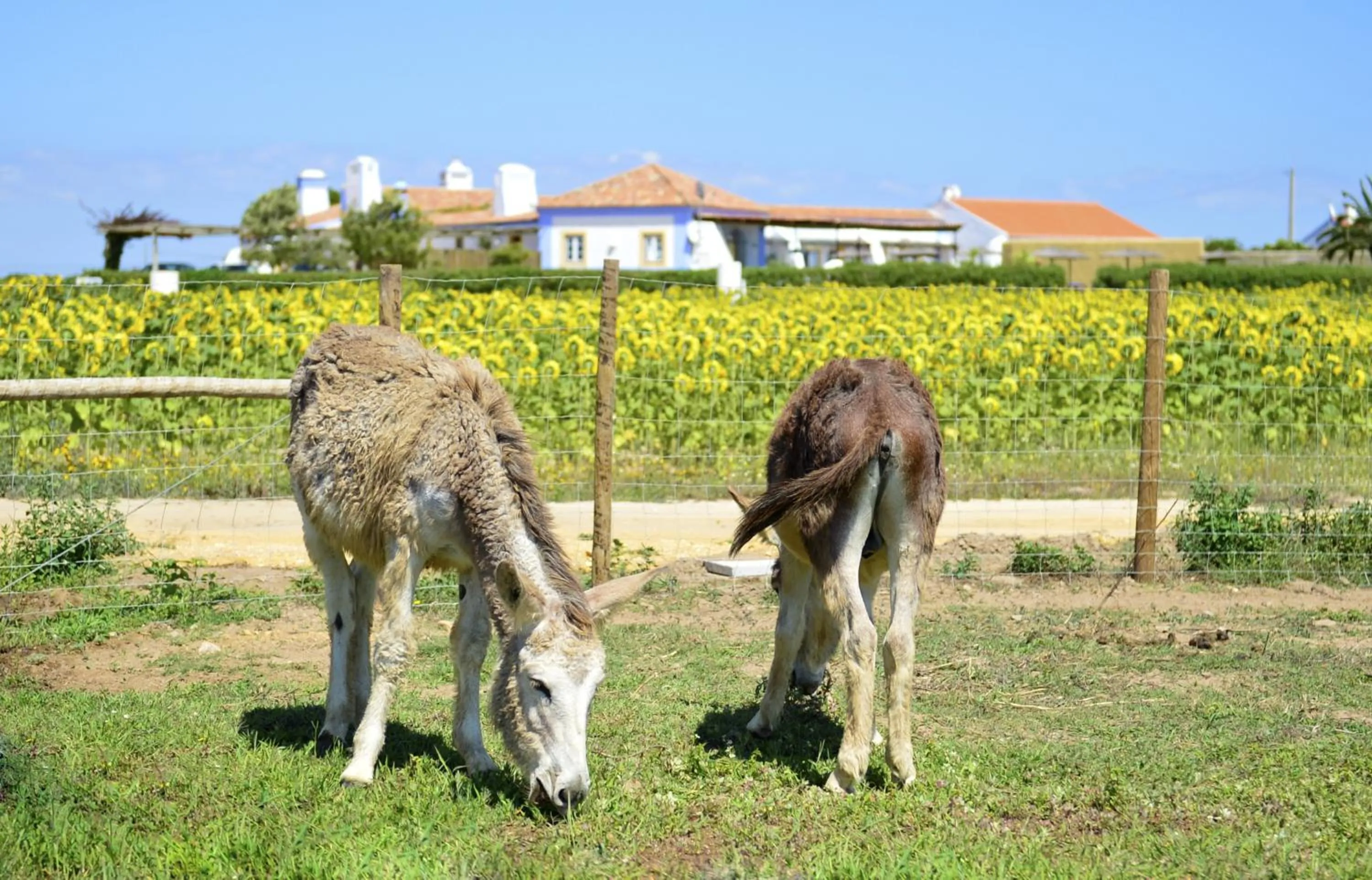 Other in Herdade Do Touril
