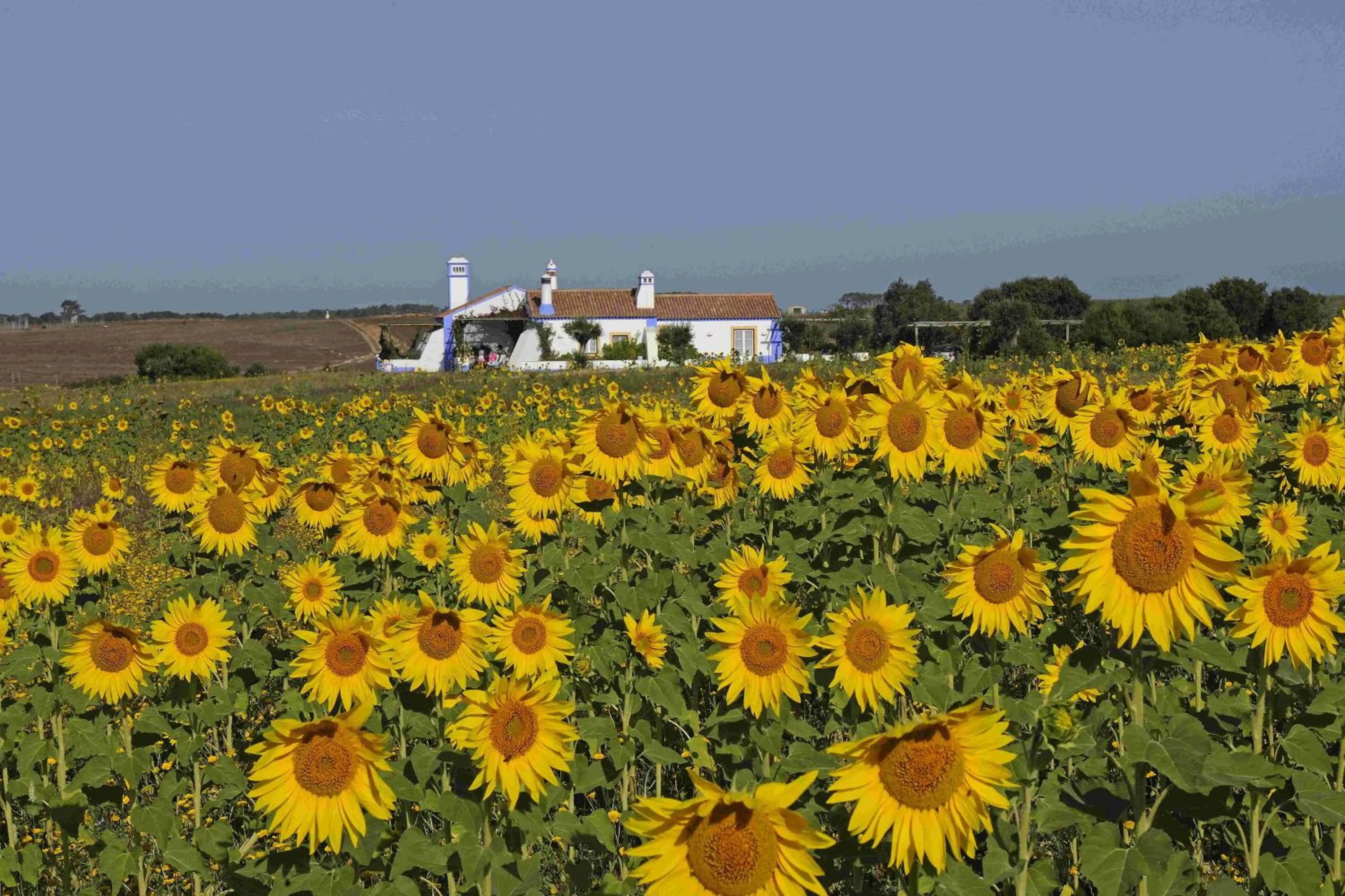 View (from property/room) in Herdade Do Touril