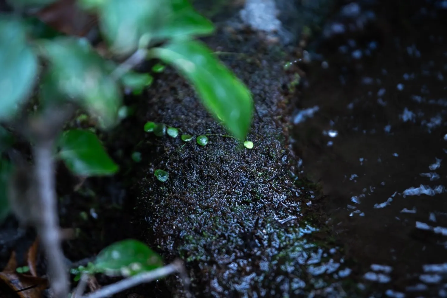 Natural landscape in Taisho Yufu no Hana