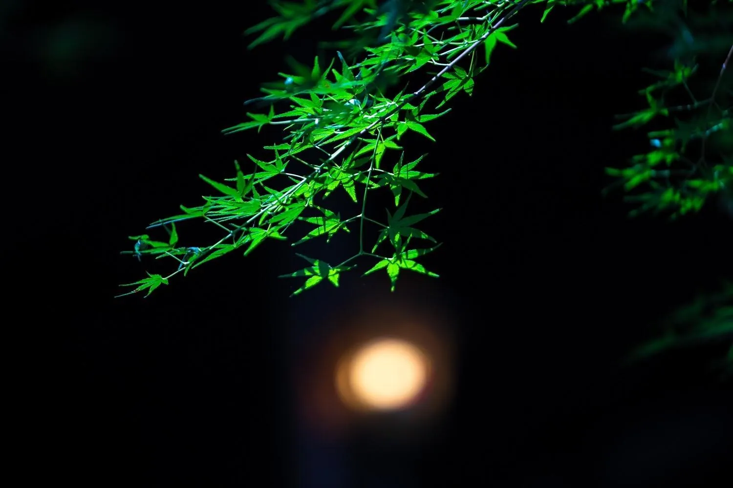 Night in Taisho Yufu no Hana