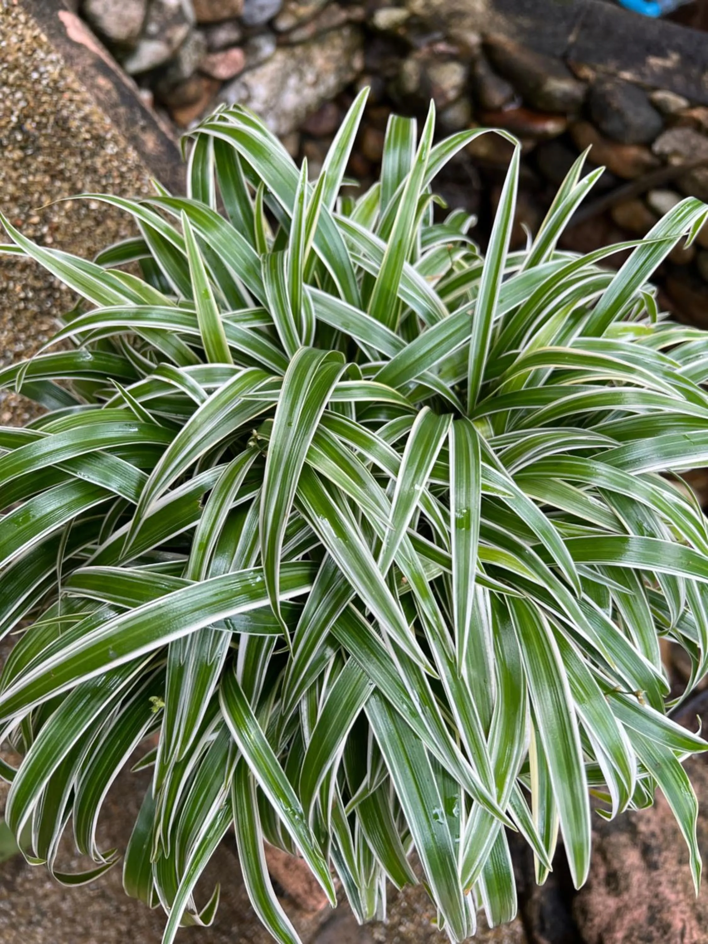 Spring in Baan Ton Rak Boutique Resort