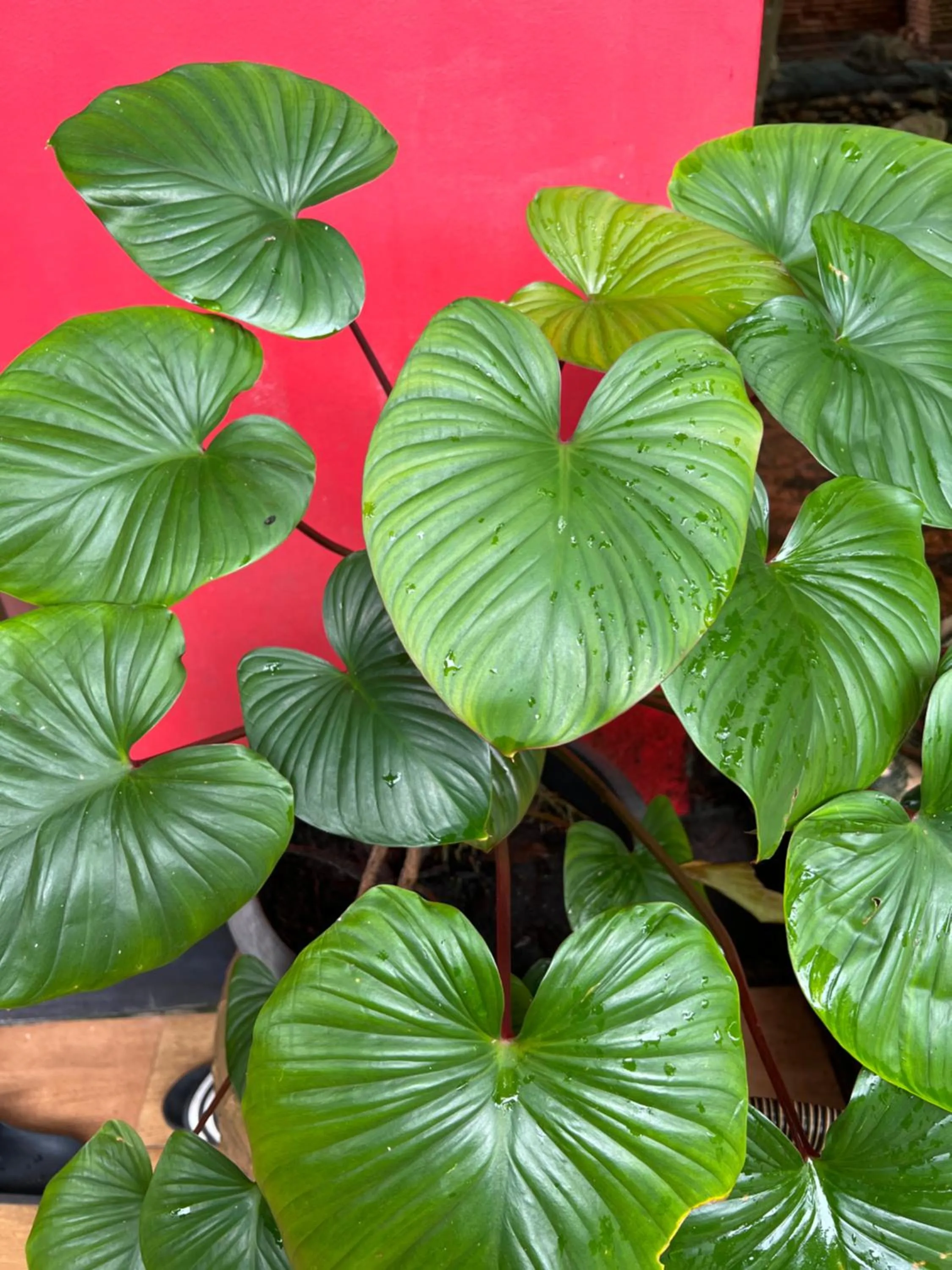 Day in Baan Ton Rak Boutique Resort