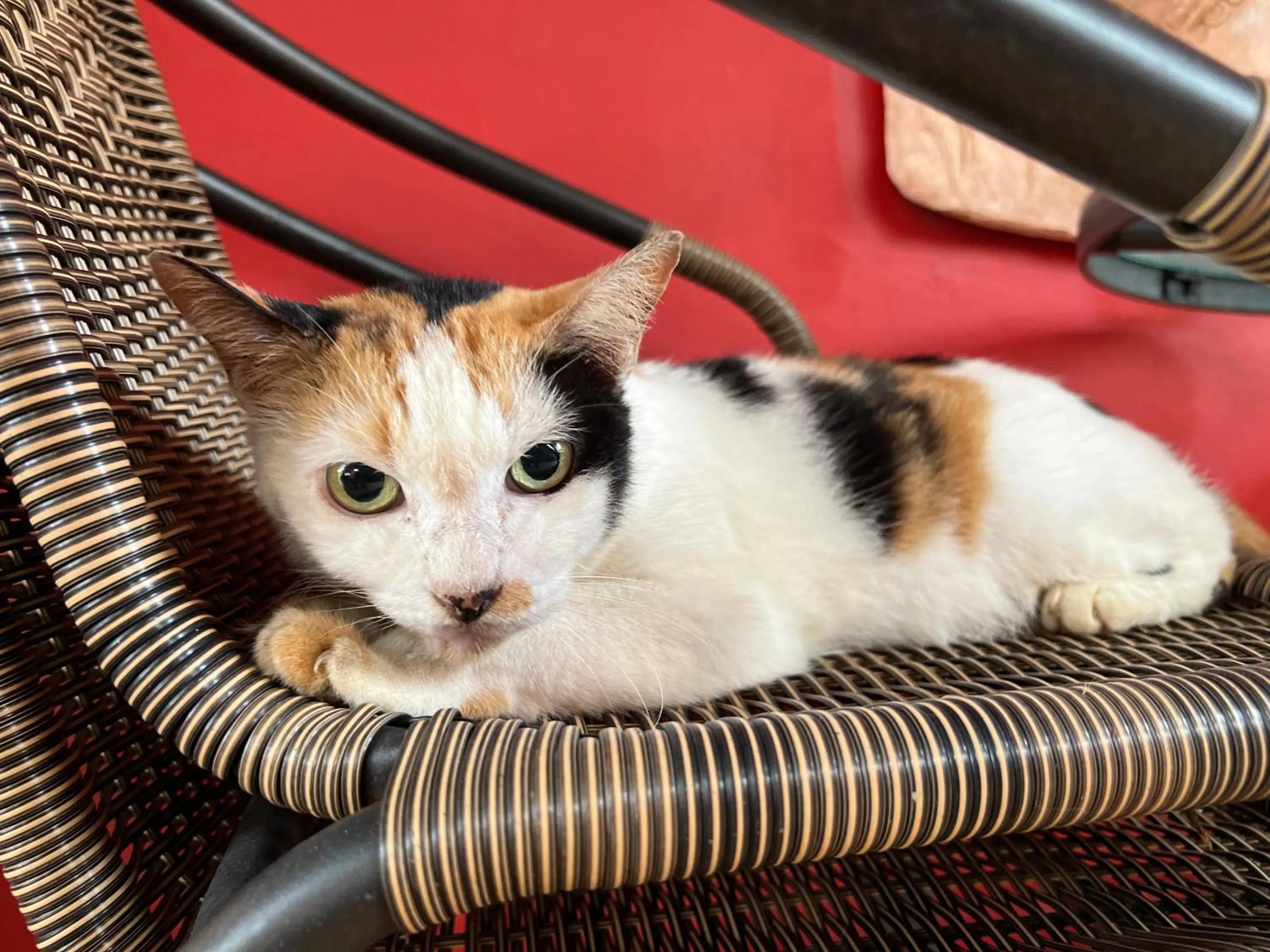 Pets in Baan Ton Rak Boutique Resort