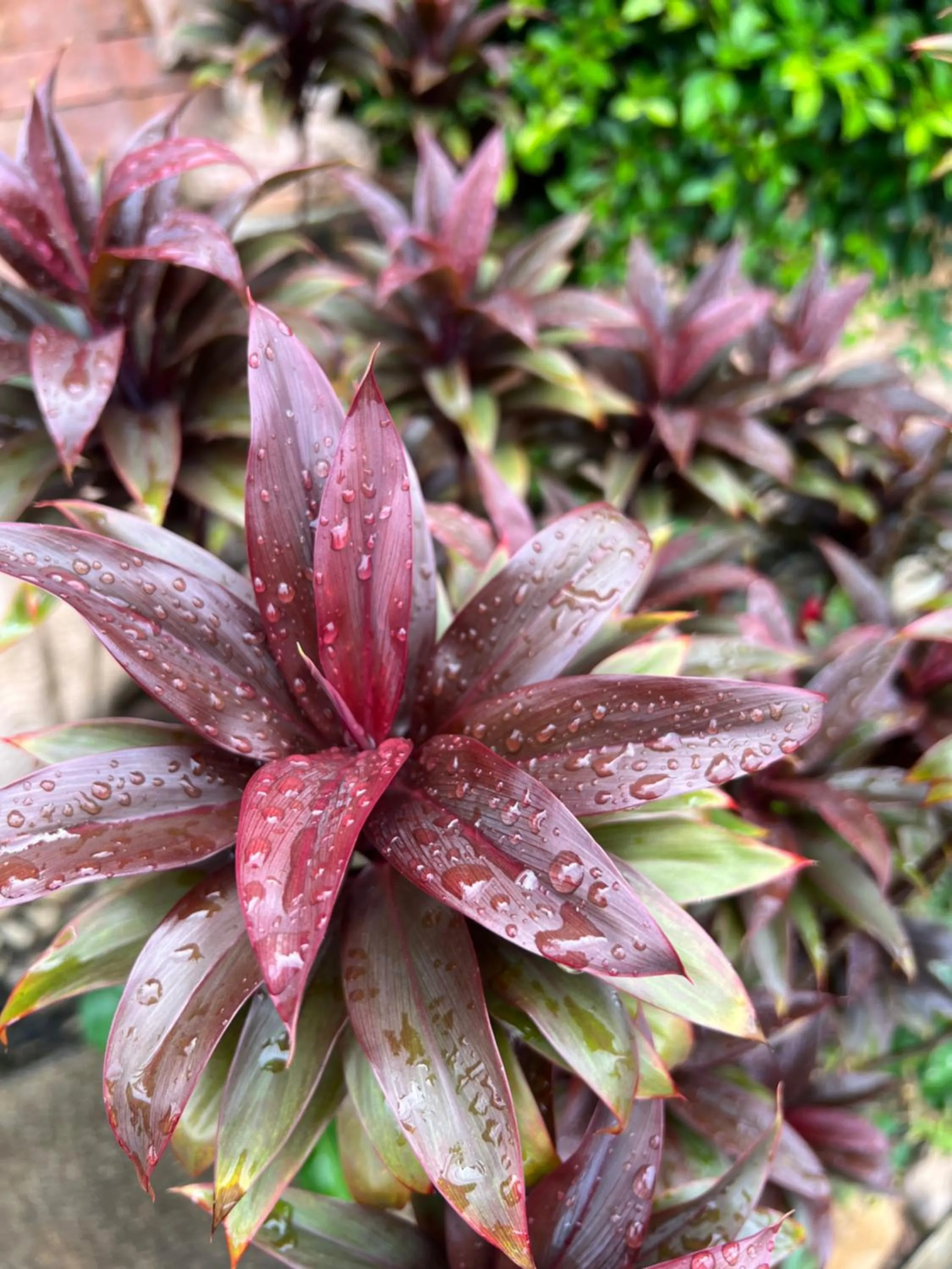 Spring in Baan Ton Rak Boutique Resort