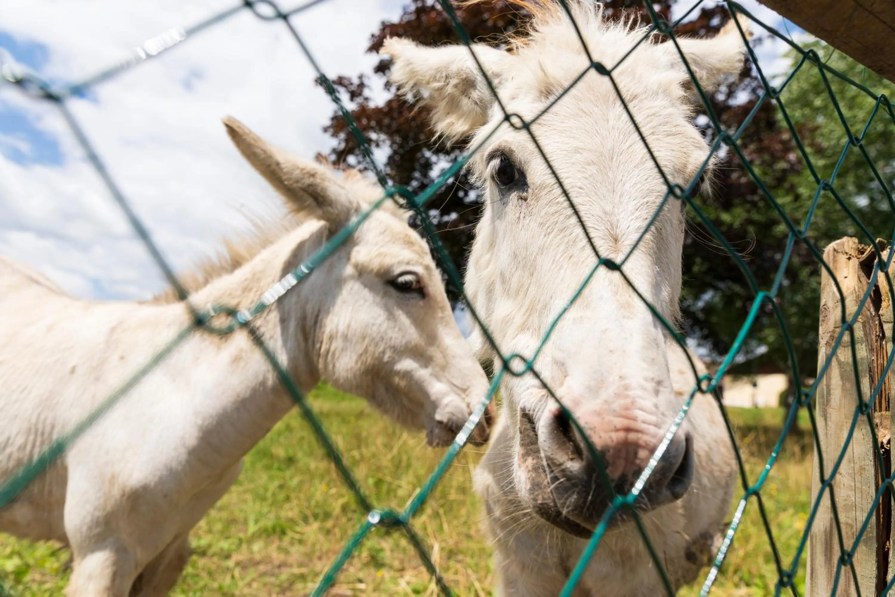 Animals in Vitalhotel Marienhof