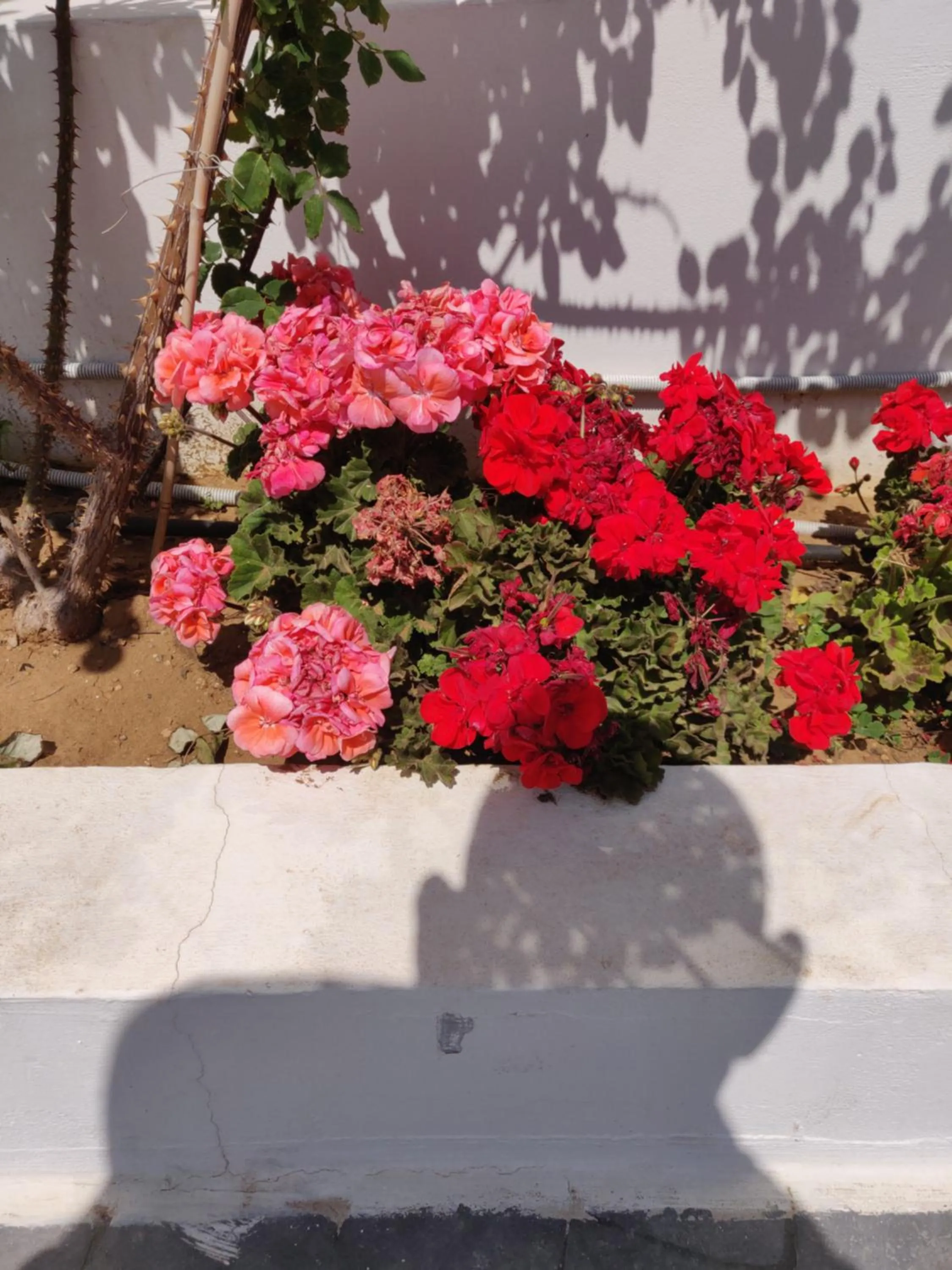 Garden in Captain Pier Hotel