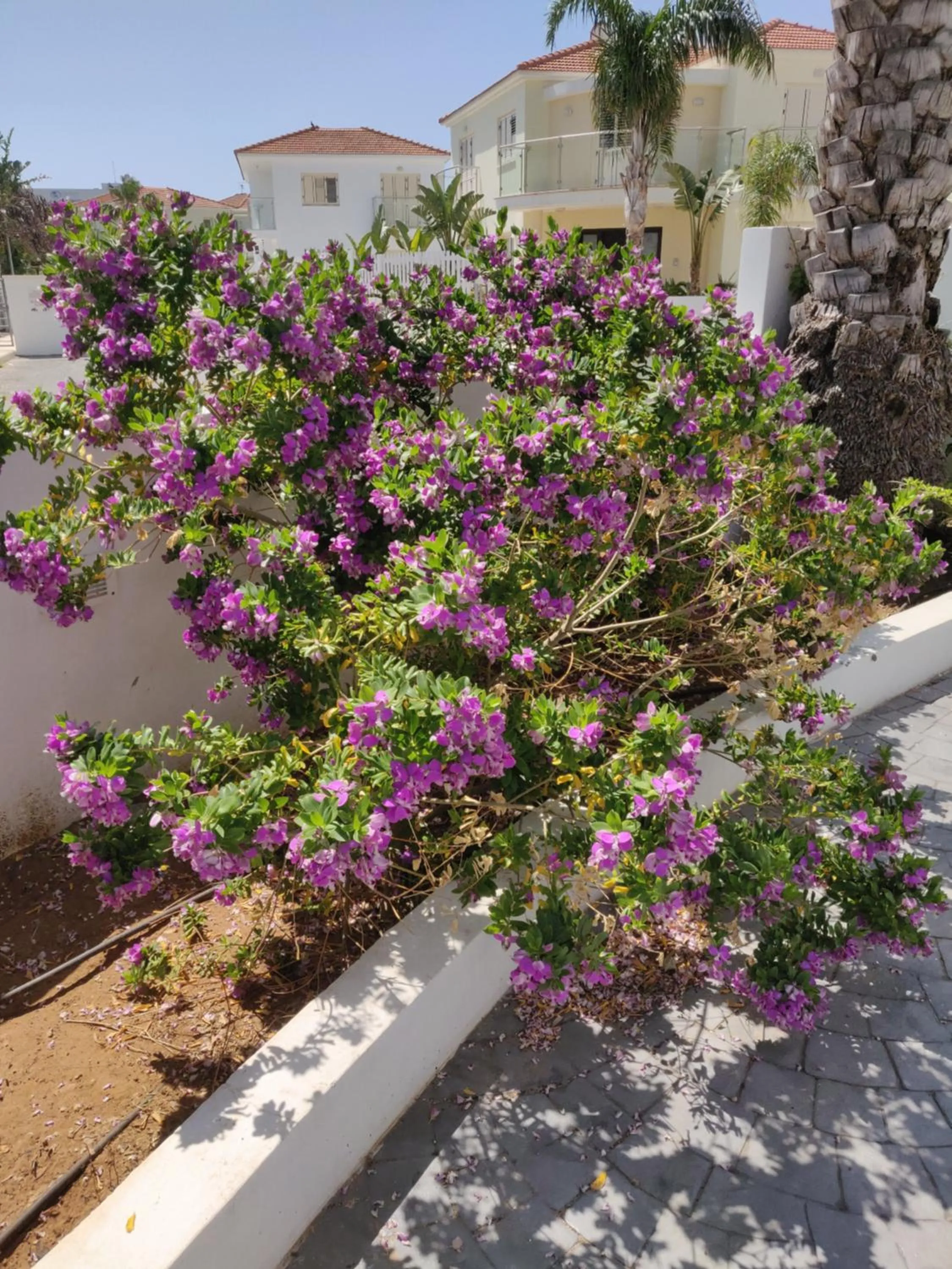 Garden in Captain Pier Hotel