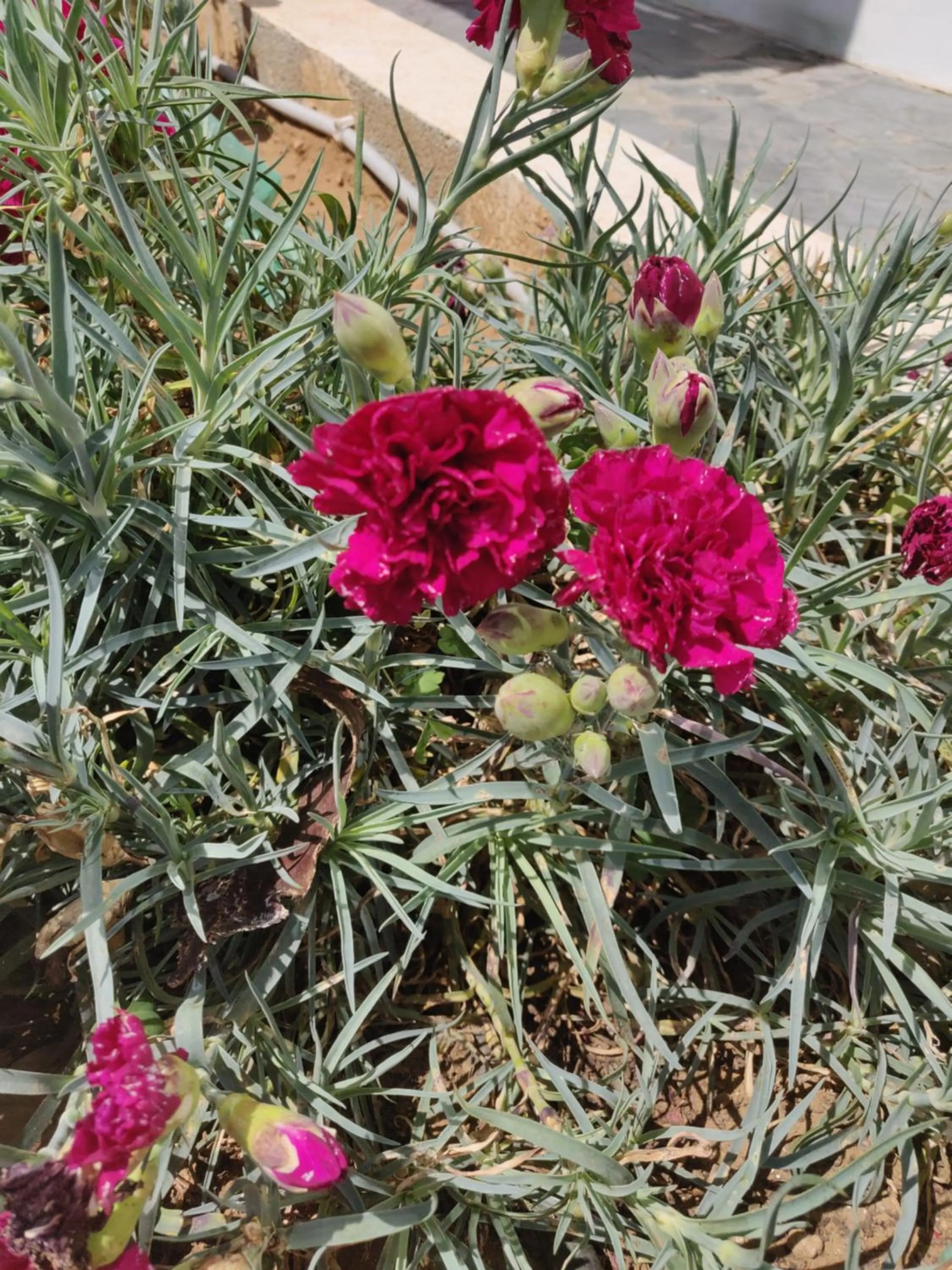 Garden in Captain Pier Hotel