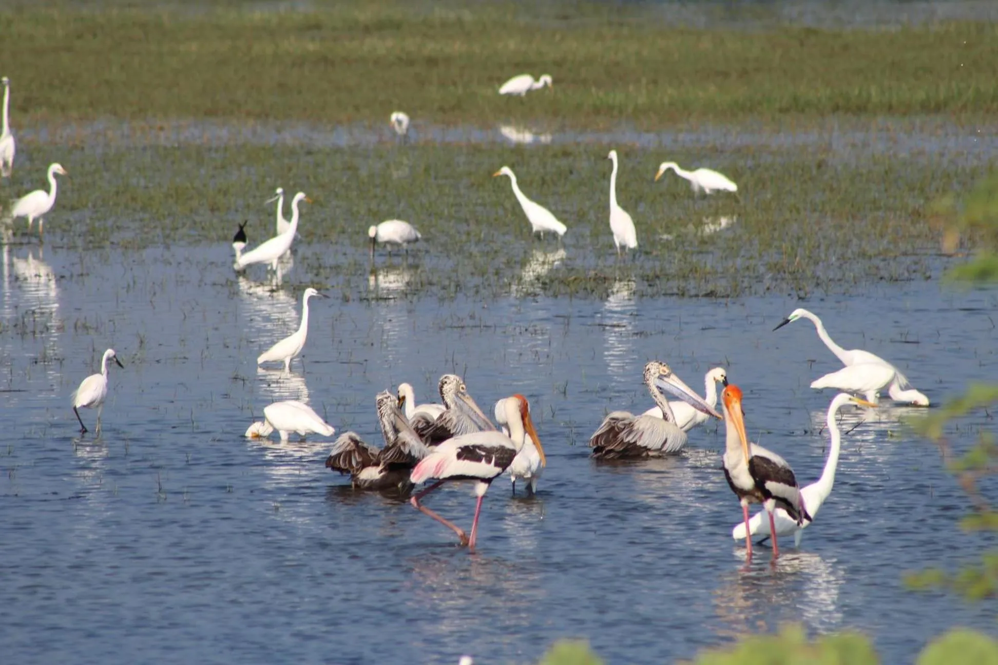 Animals in Wadula Safari - Yala
