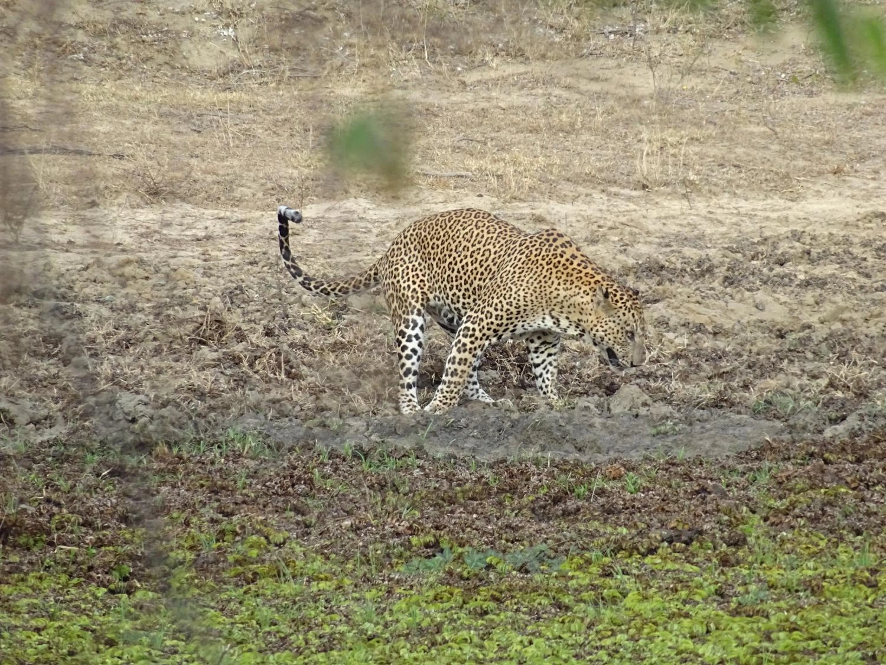 Wadula Safari - Yala