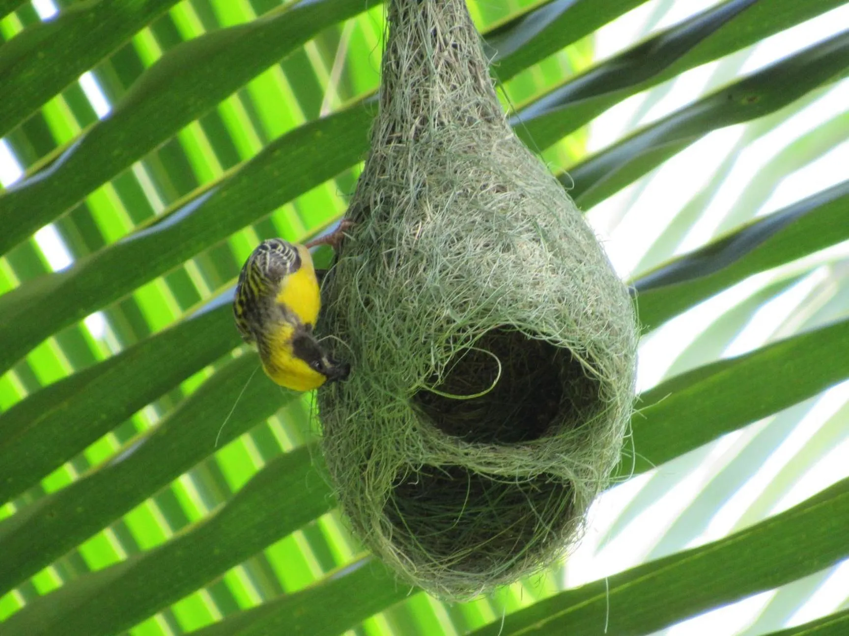 Animals in Wadula Safari - Yala