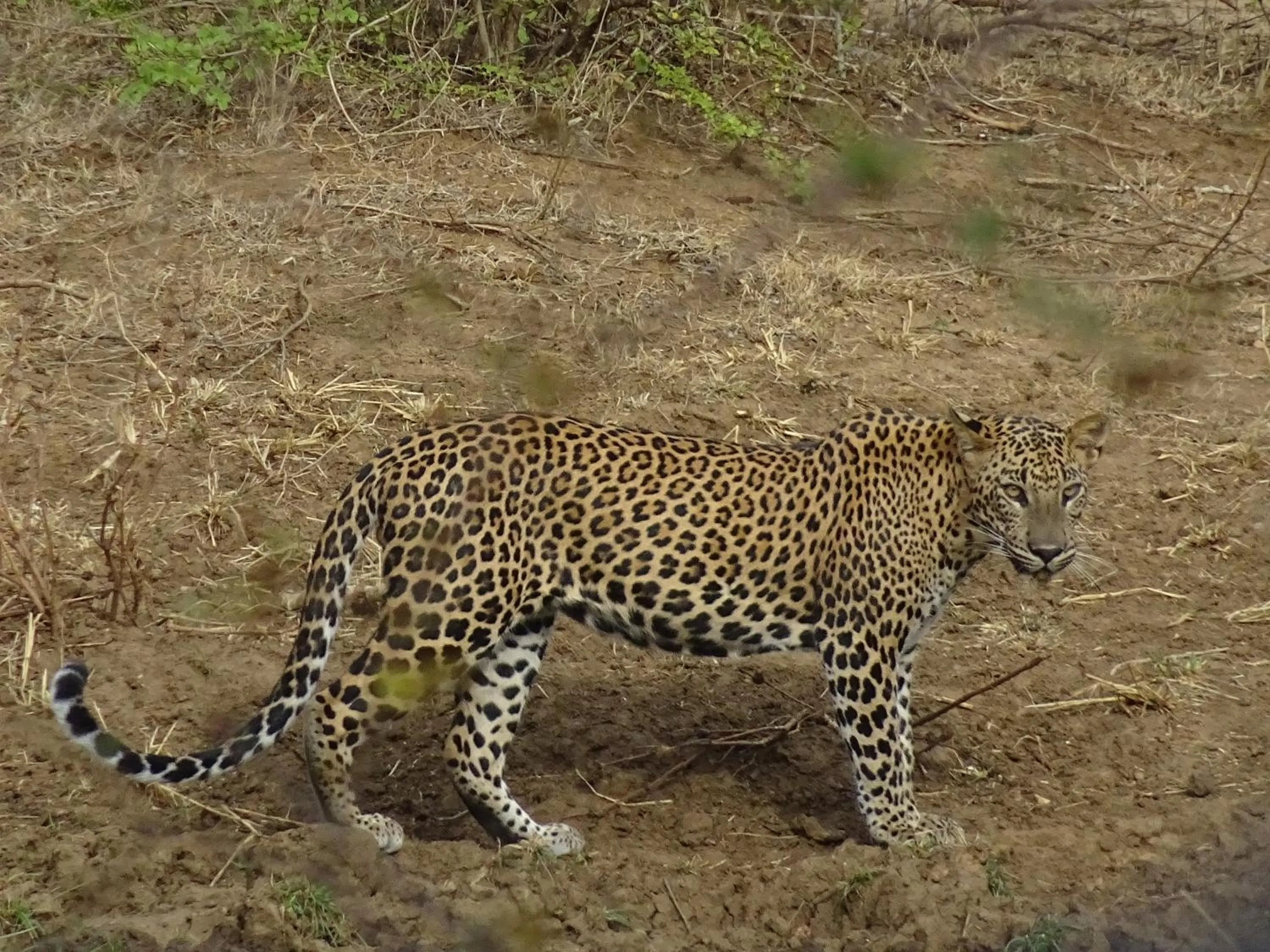 Animals in Wadula Safari - Yala