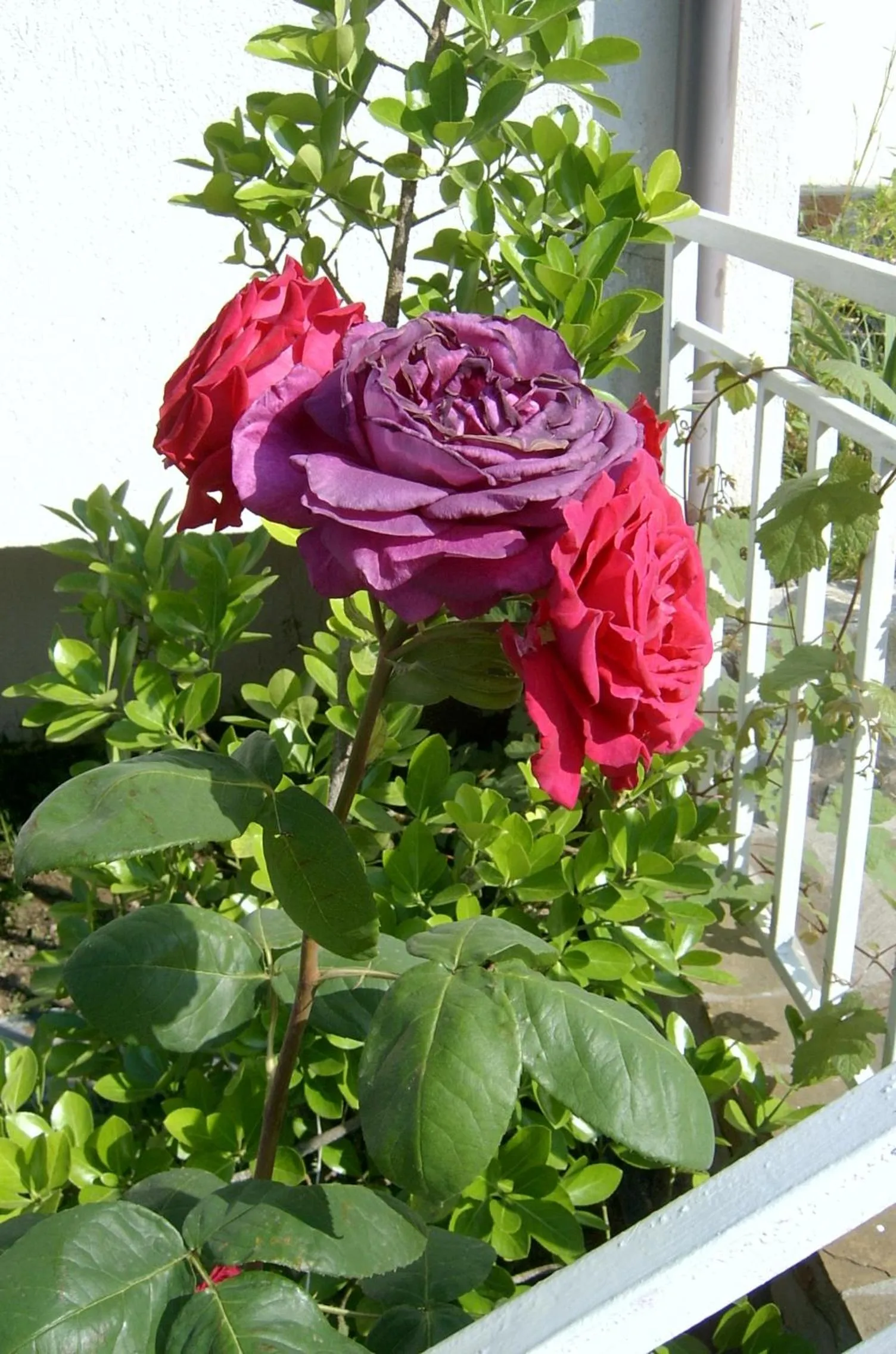 Garden in Hotel Lozite