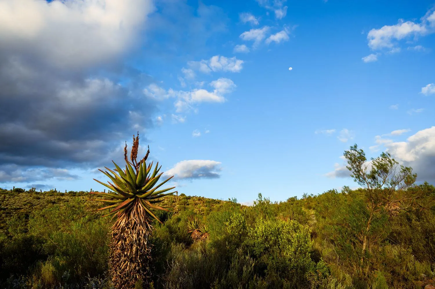 Natural landscape in Le Petit Karoo