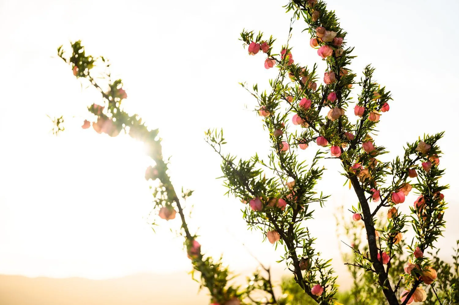 Natural landscape in Le Petit Karoo
