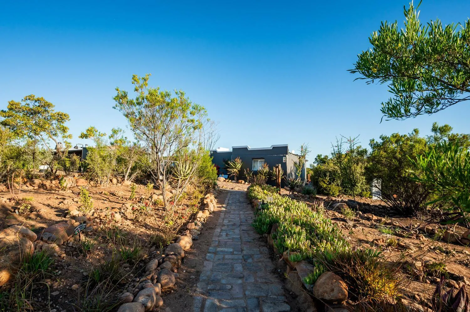 Garden in Le Petit Karoo