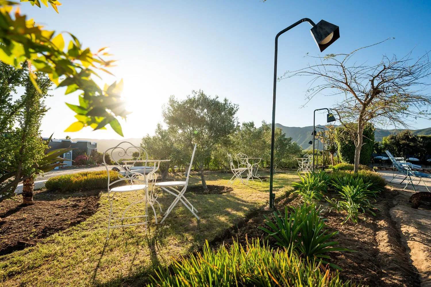 Garden in Le Petit Karoo