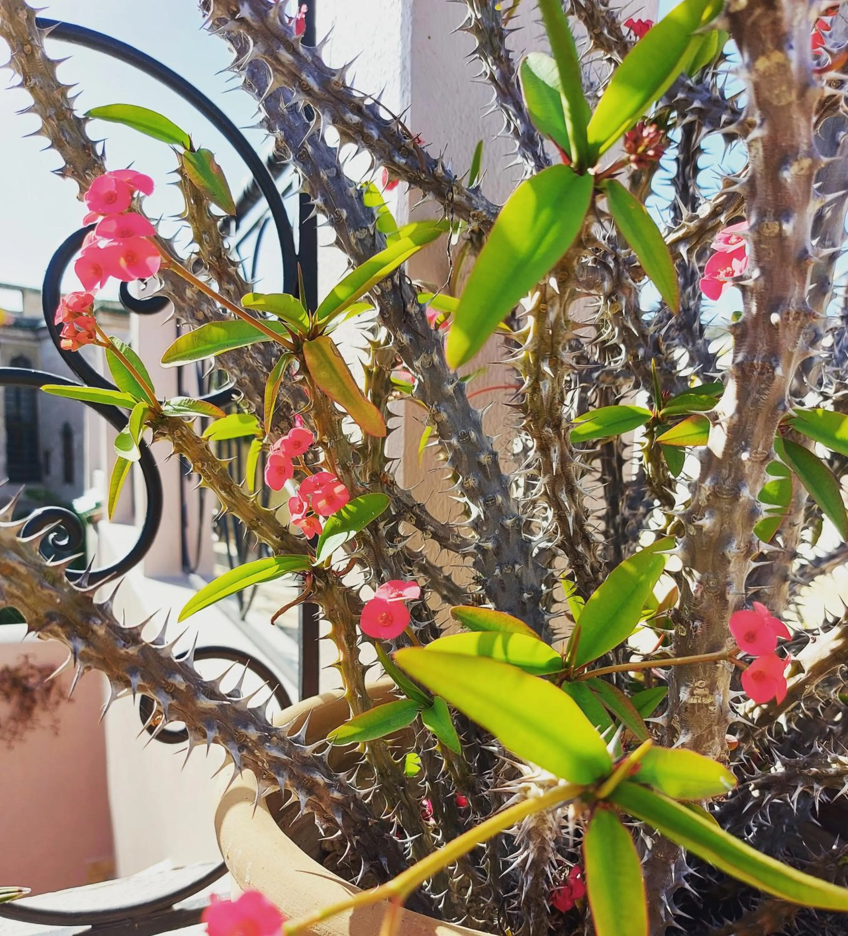 Garden in Dar Hayati