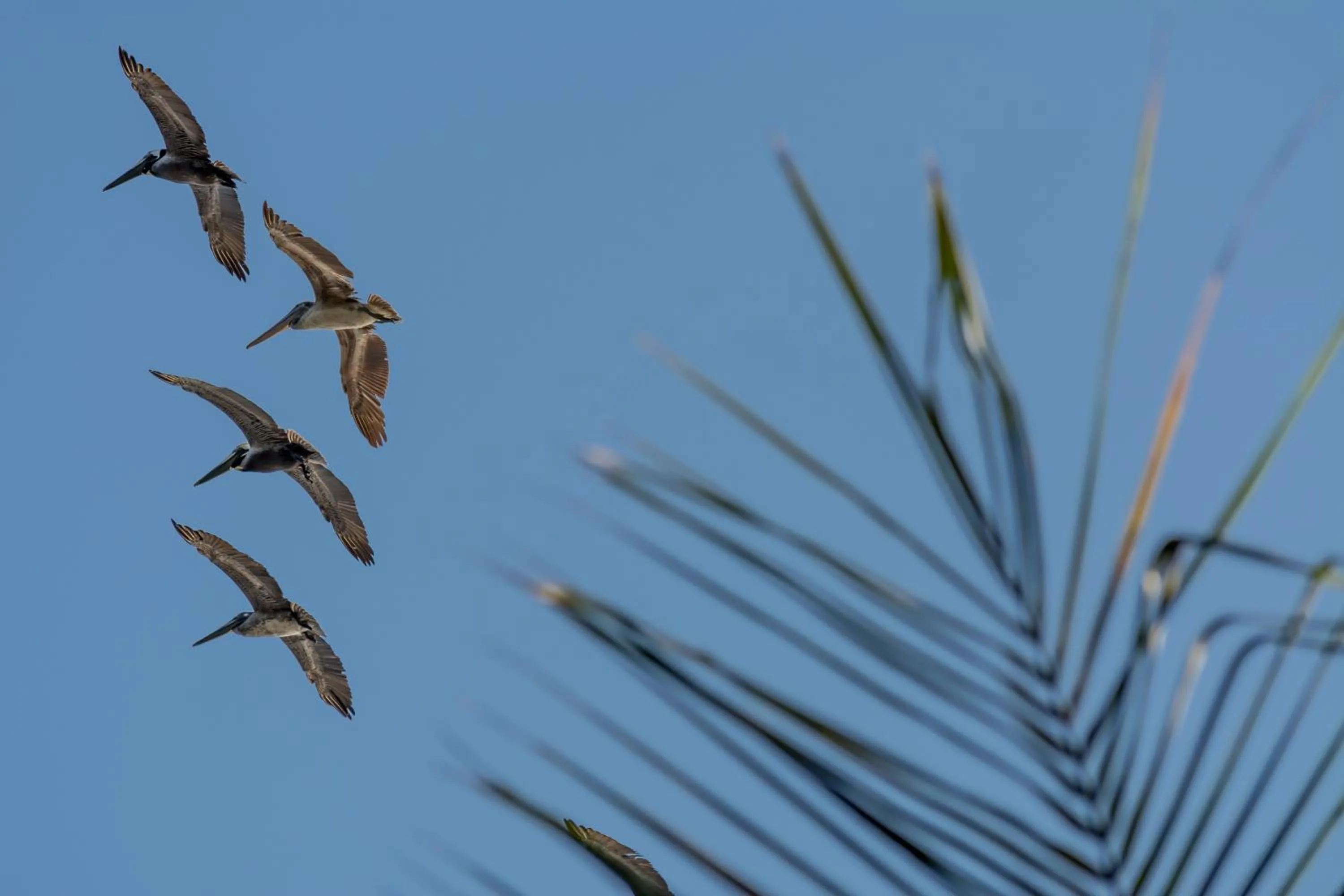 Animals in Hotel Terraza del Pacifico