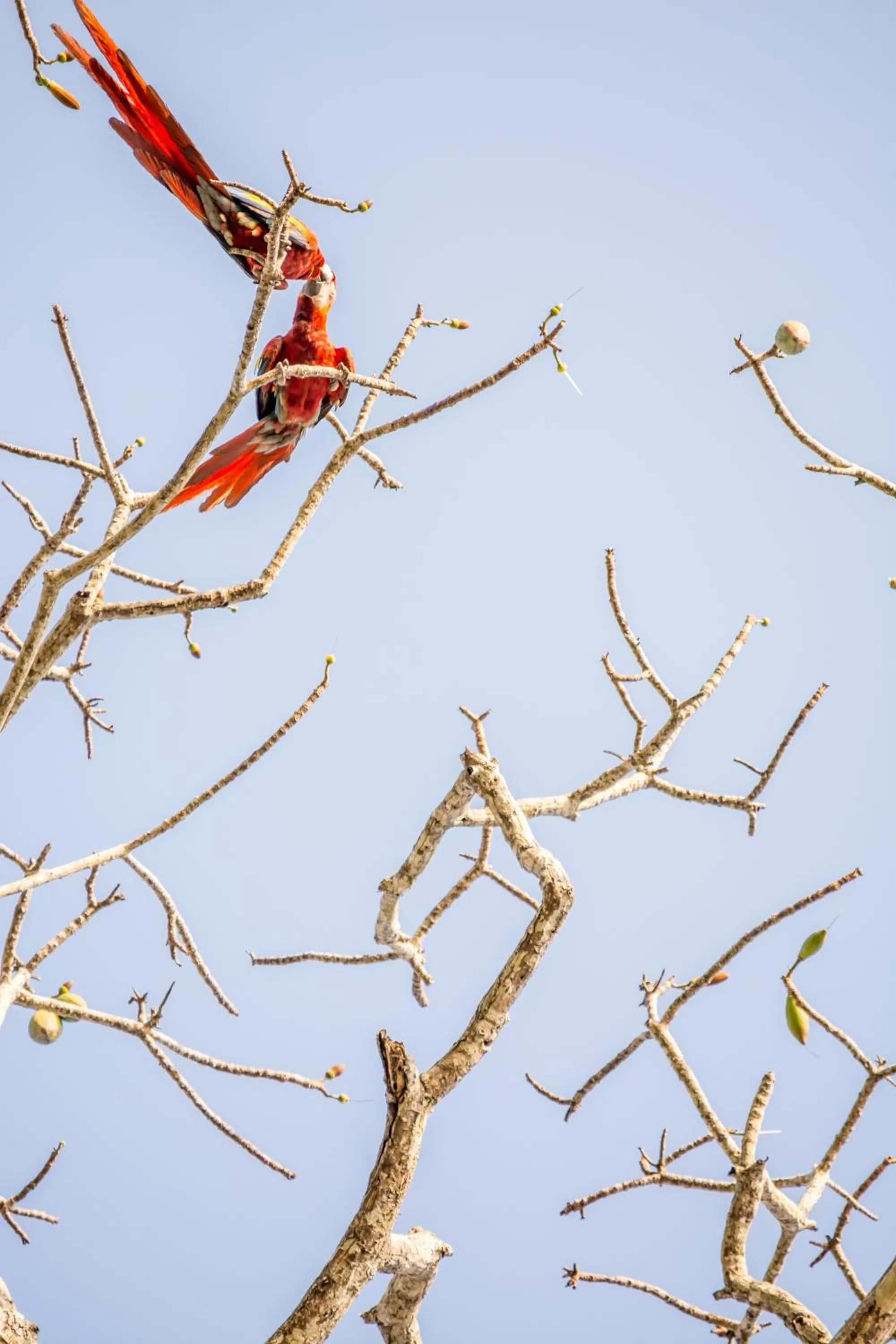 Animals in Hotel Terraza del Pacifico