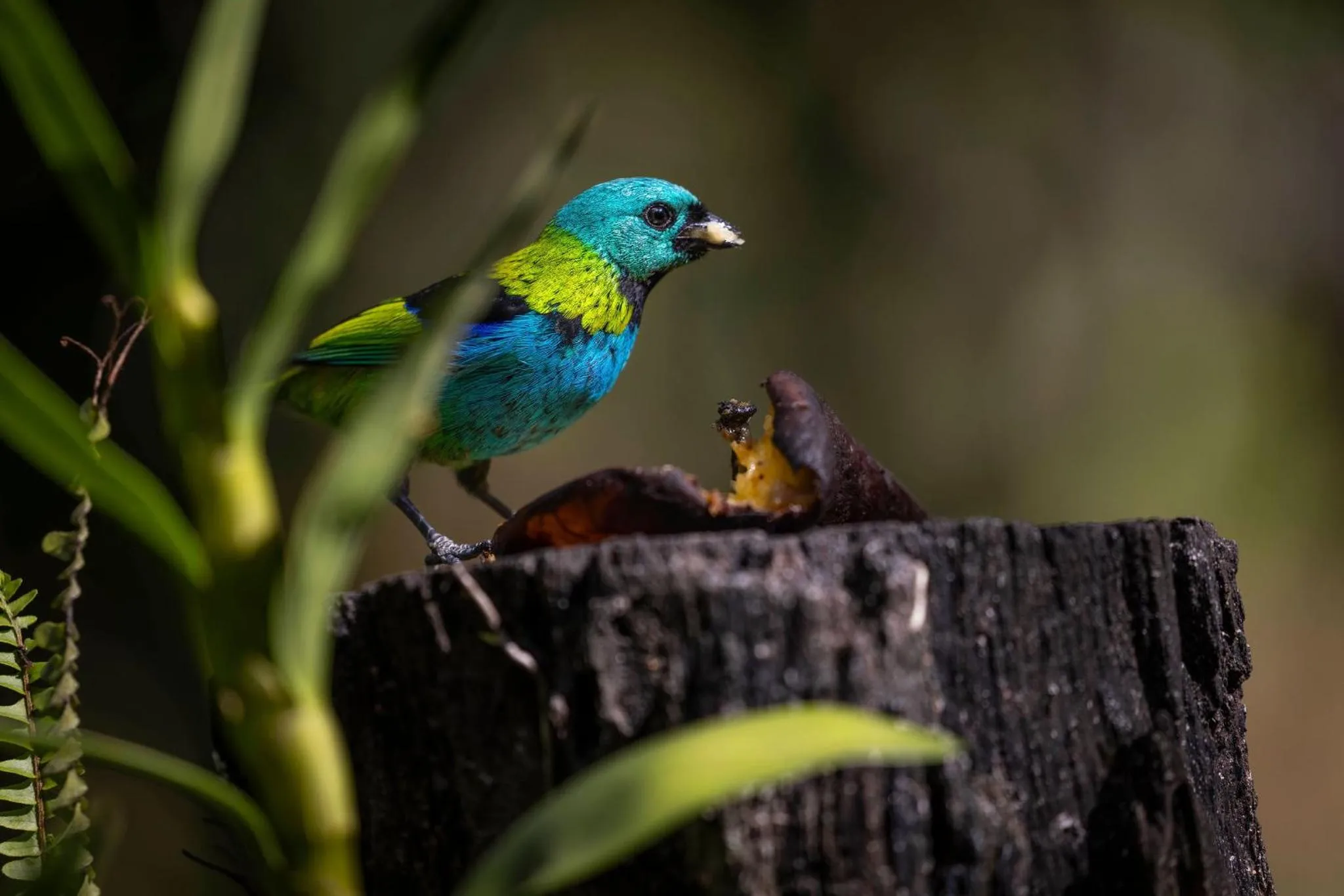 Animals in Casa Condominio Piccola Paraty
