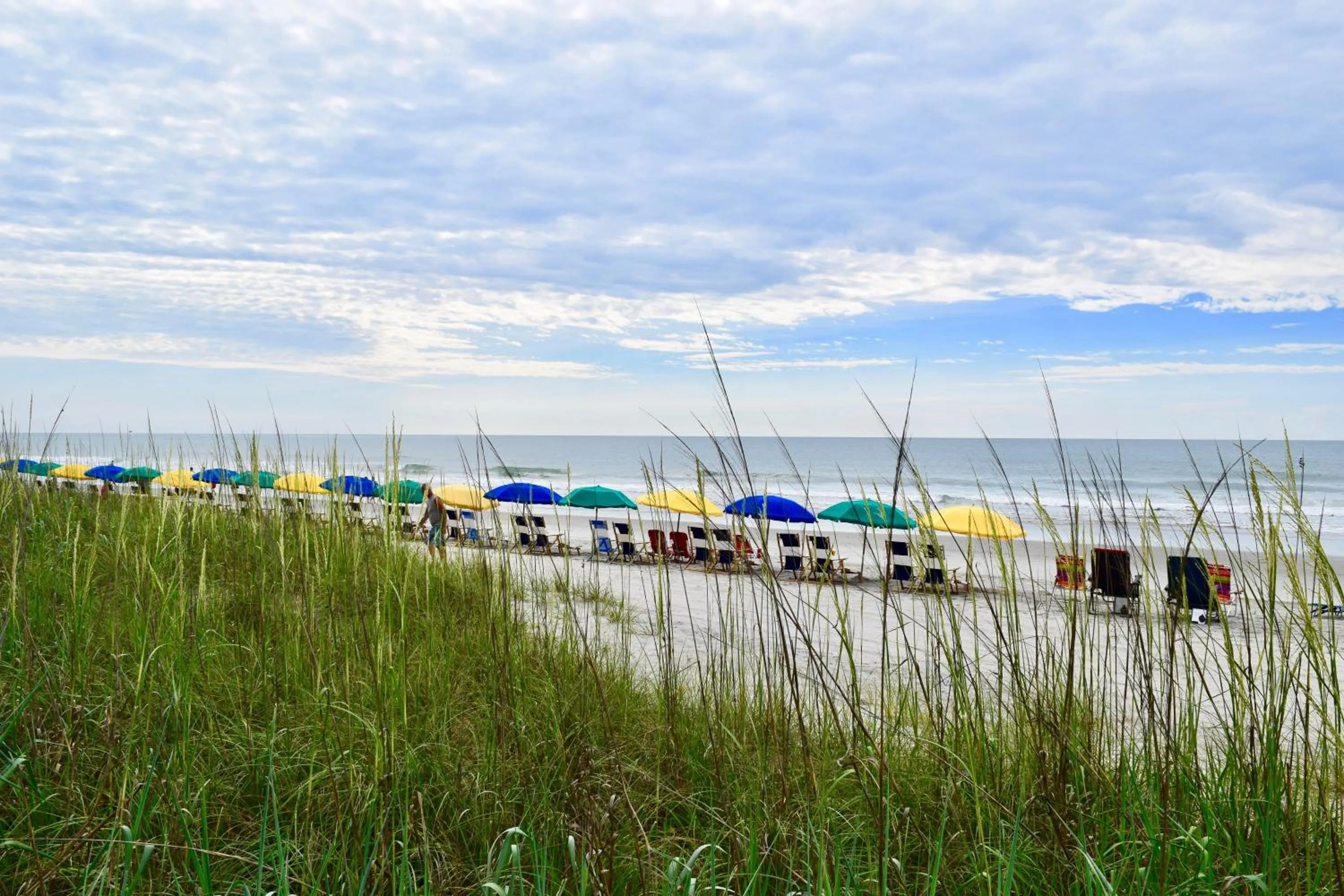 Day in Ocean Forest Colony