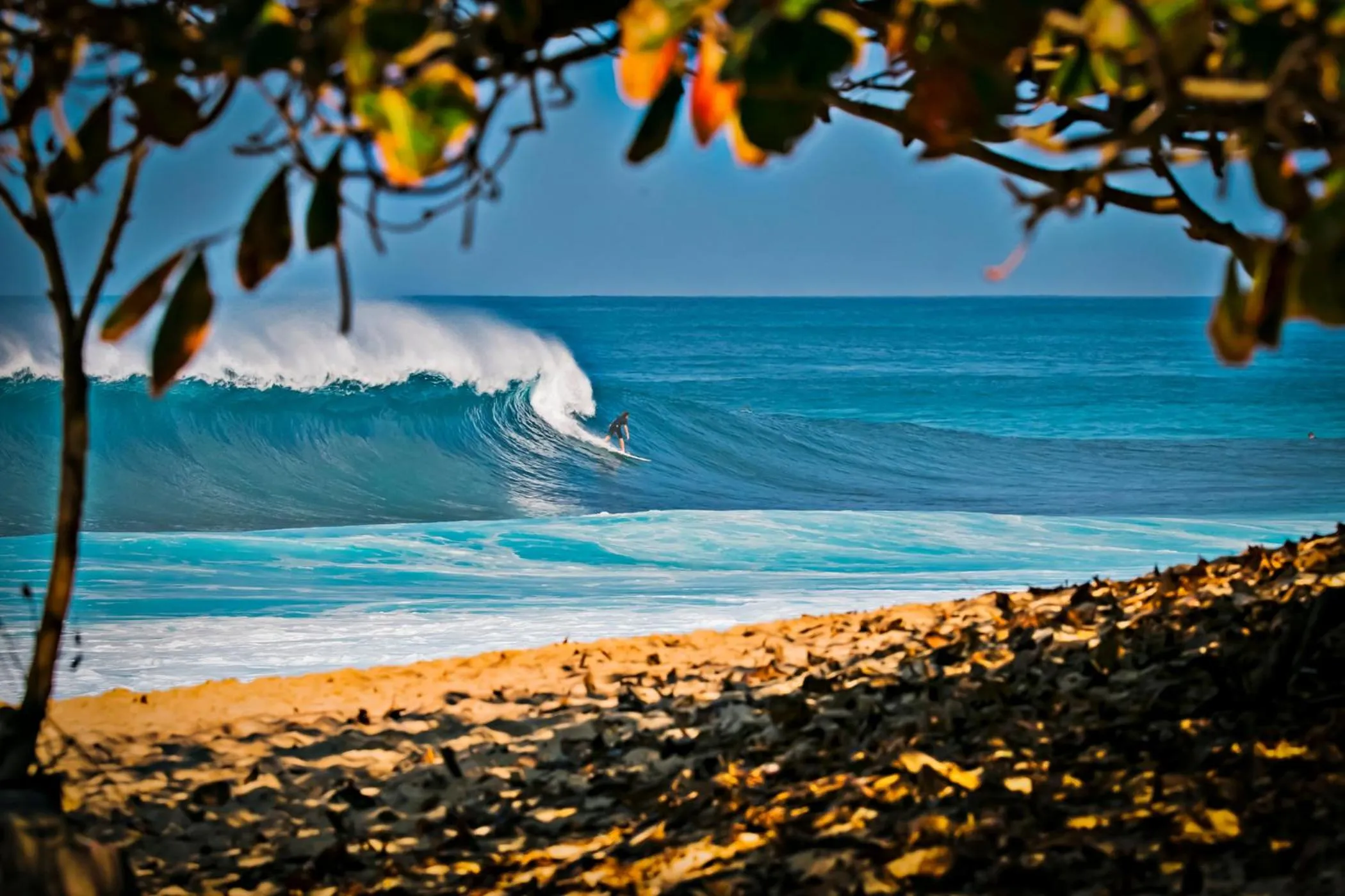 Day in Beautiful Studio in the Heart of Vibrant Waikiki