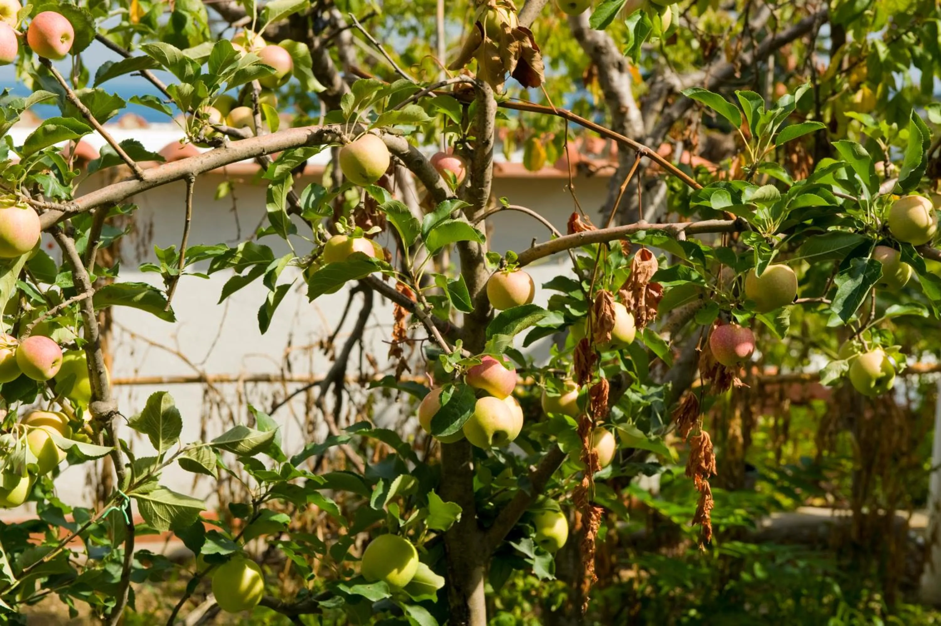 Garden in Hotel & Residence Matarese