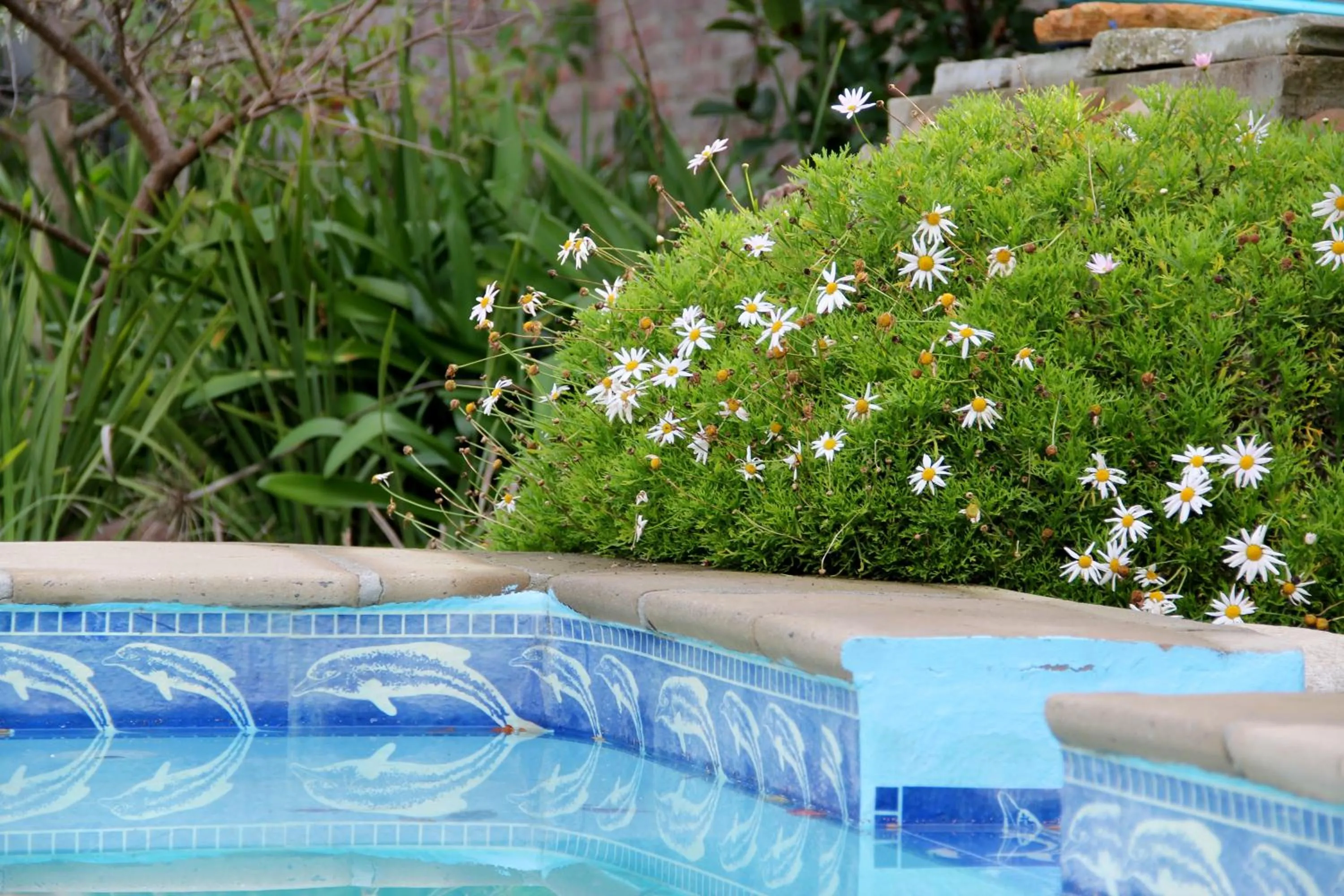 Swimming pool in Porterhouse Eleven