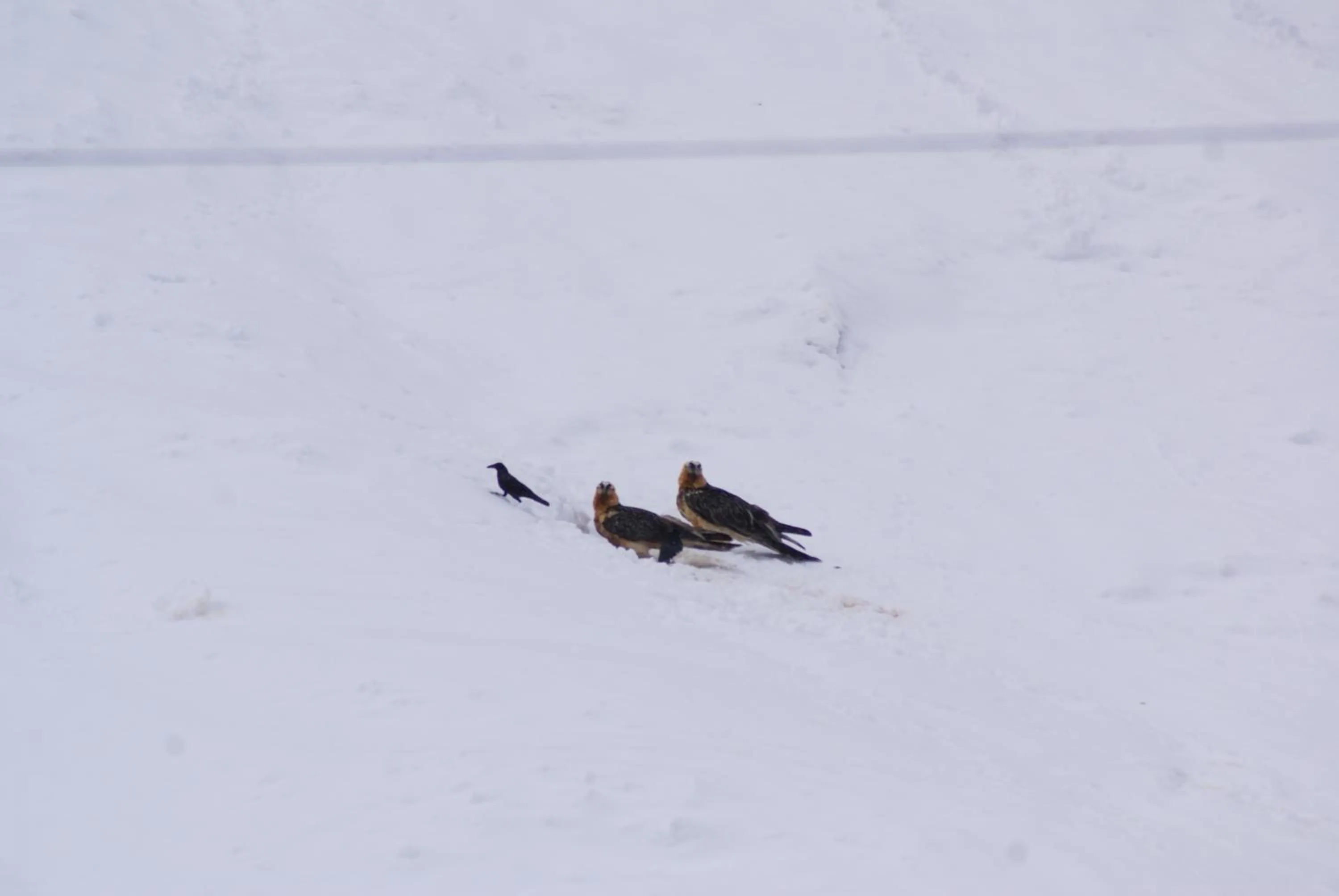 Hiking in Albergo Boule de Neige