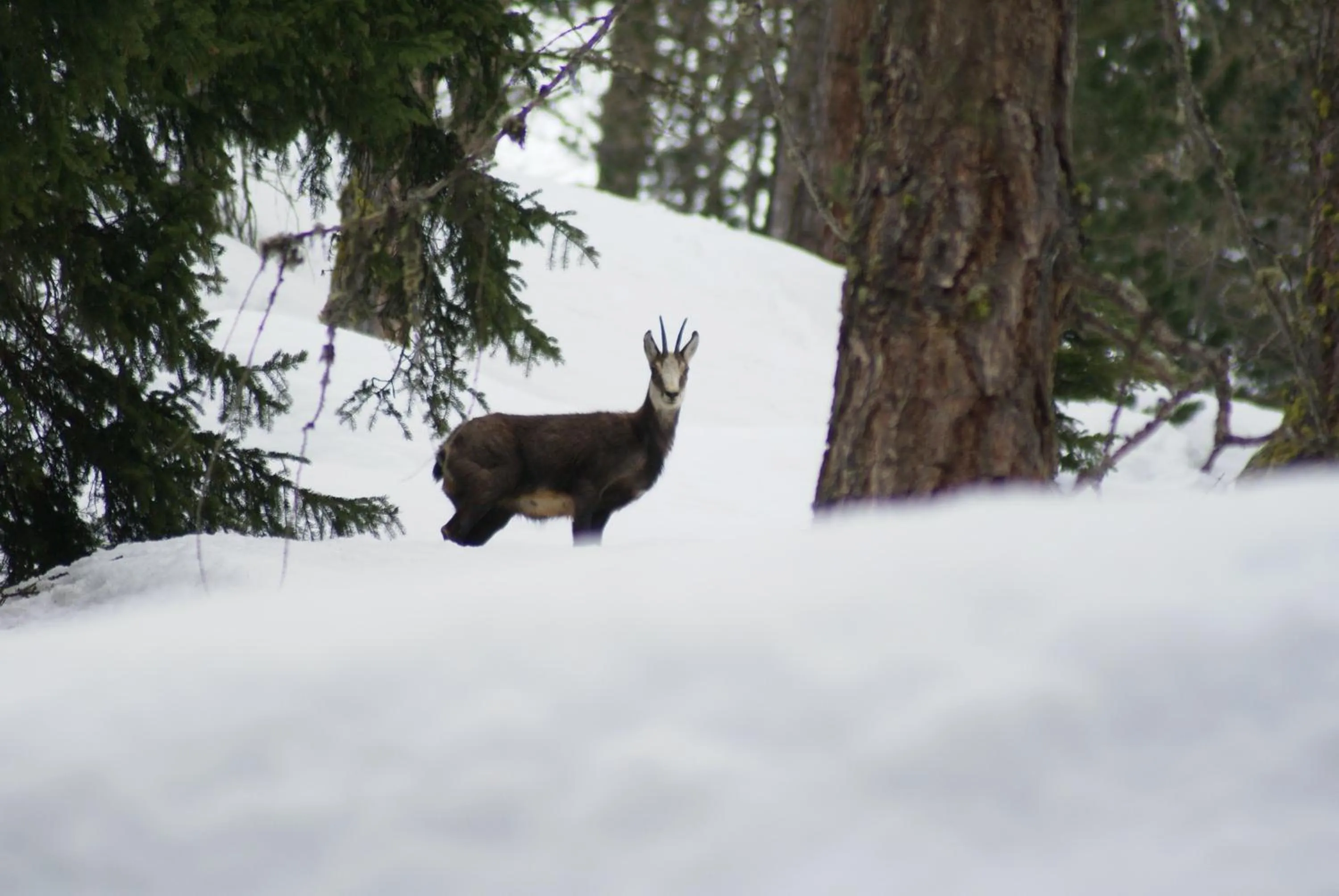 Hiking in Albergo Boule de Neige