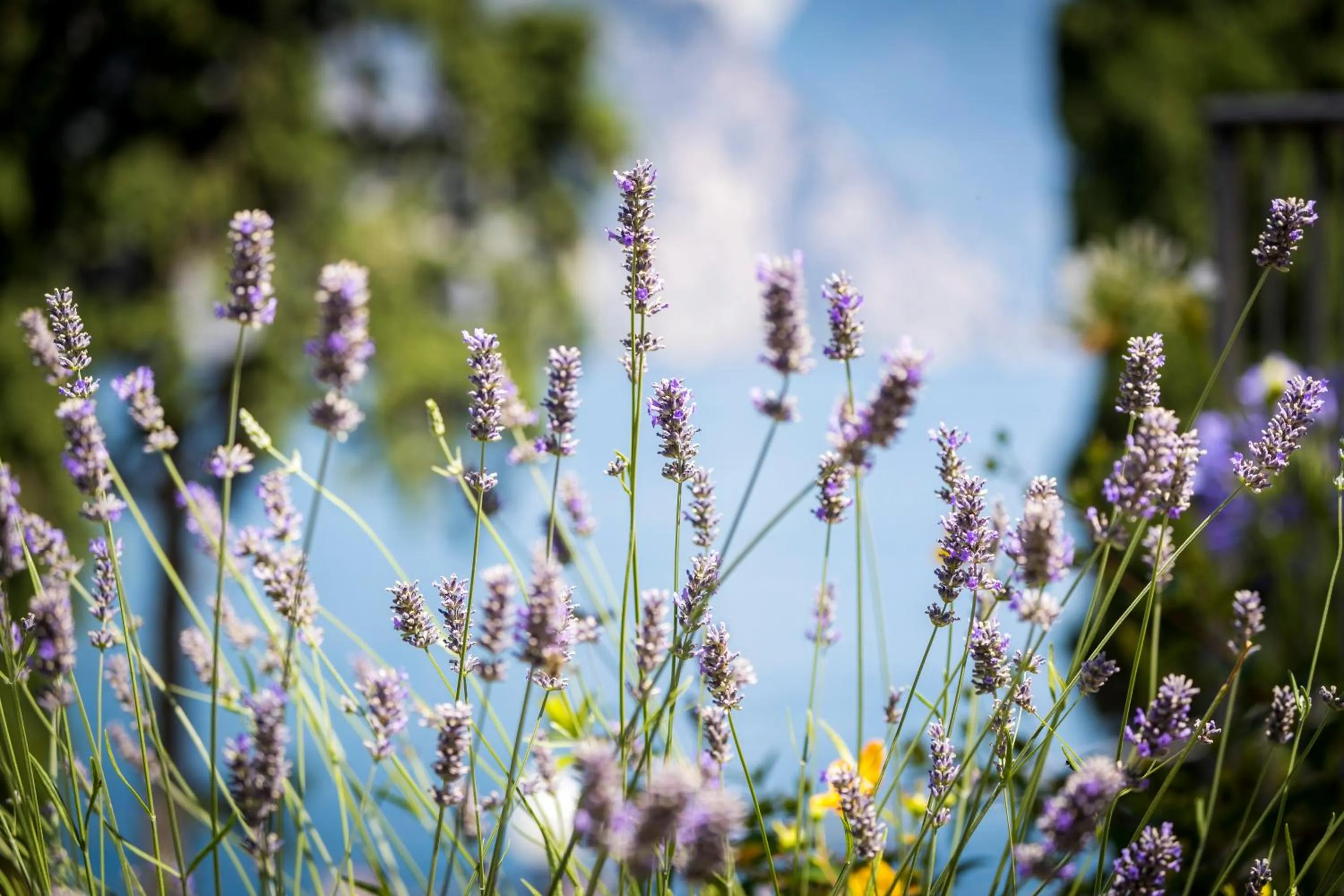 Garden in Hotel Oasi Beach