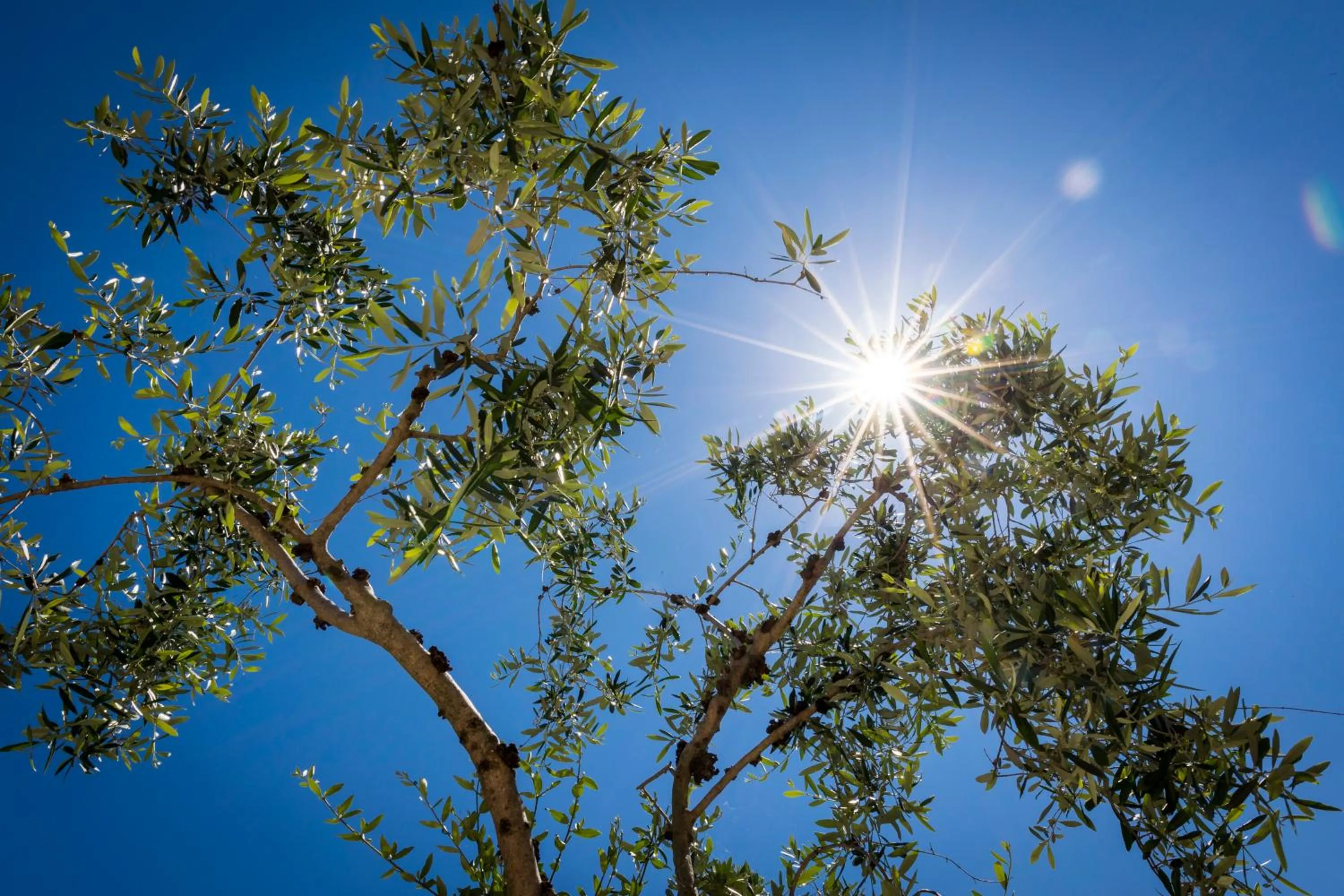 Natural landscape in Hotel Oasi Beach