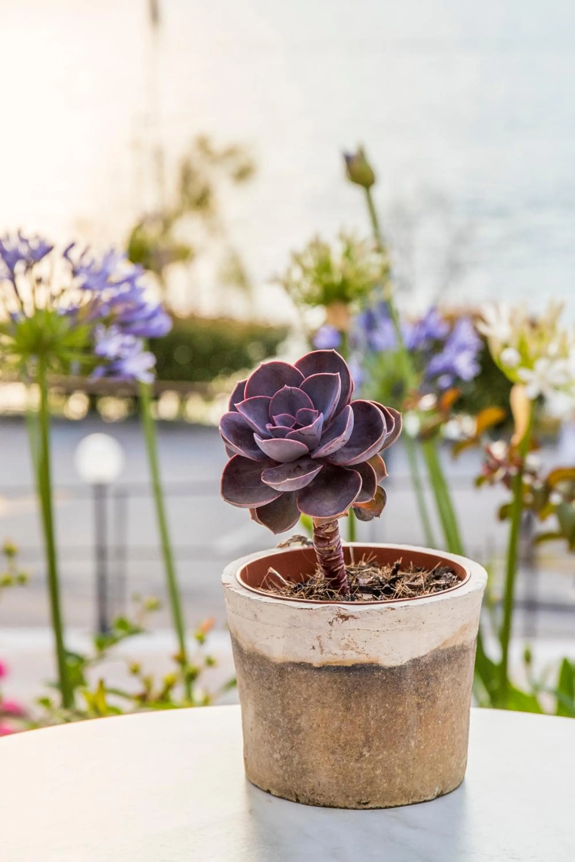 Garden in Hotel Oasi Beach