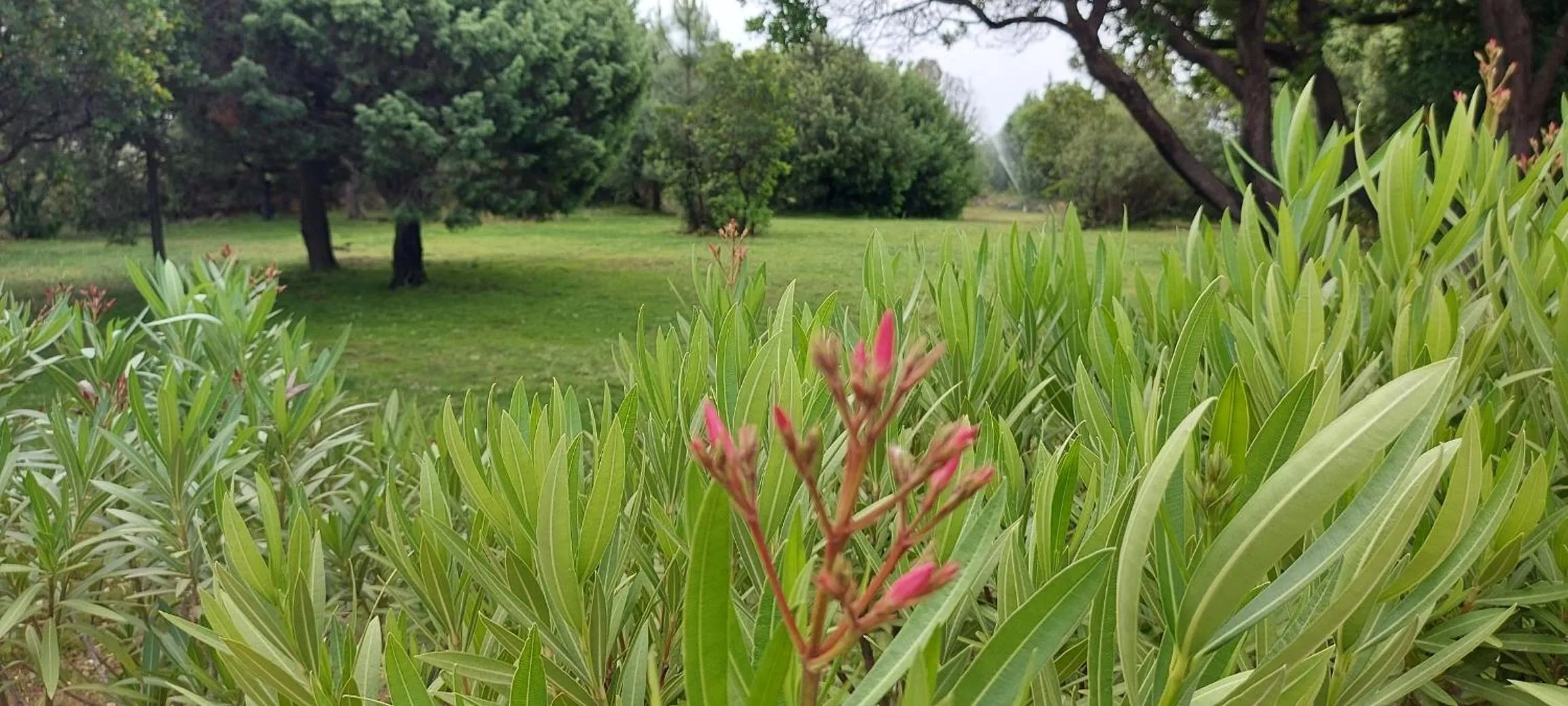 Natural landscape in Residence Riviera