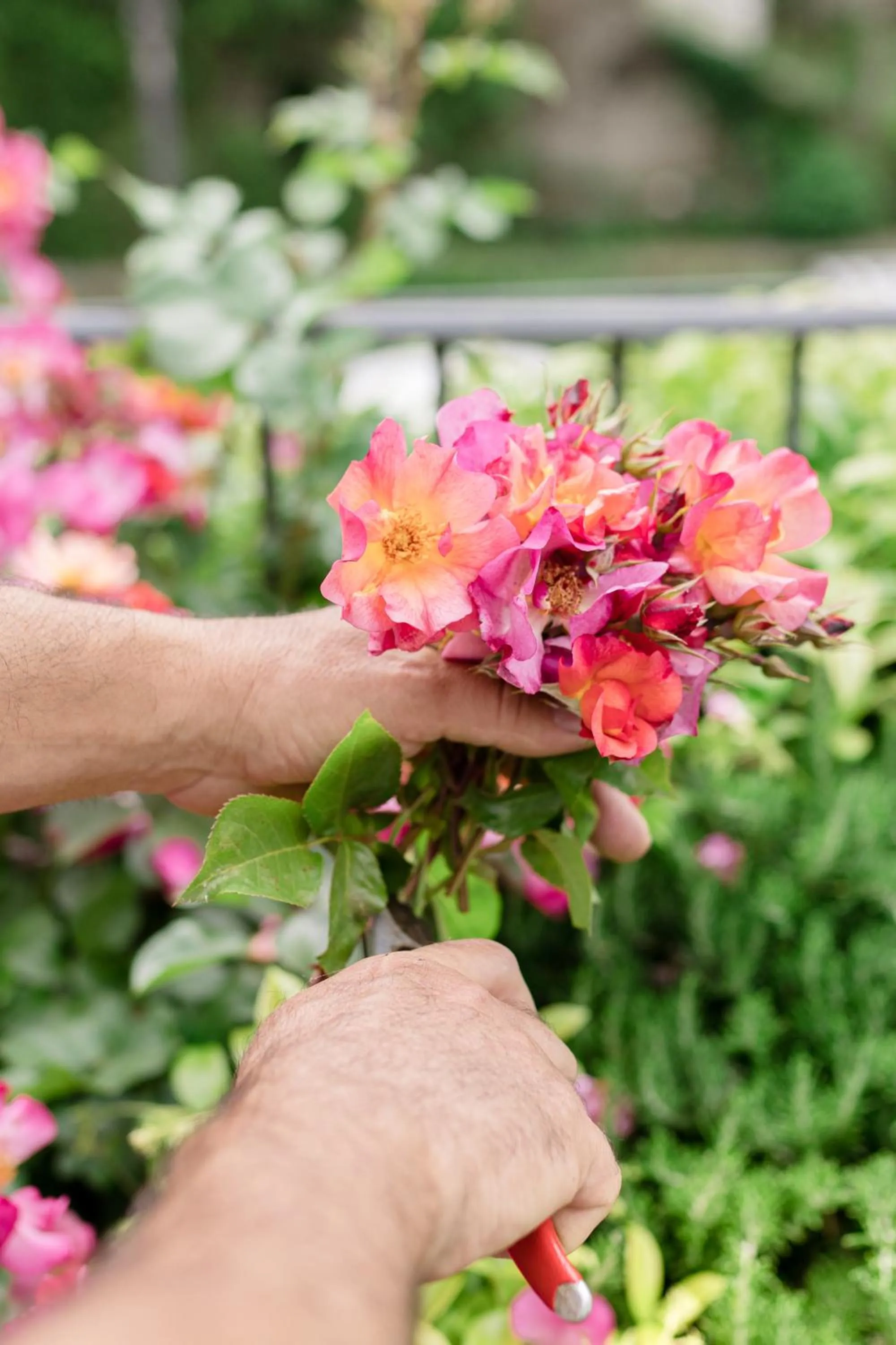 Garden in Relais Del Maro