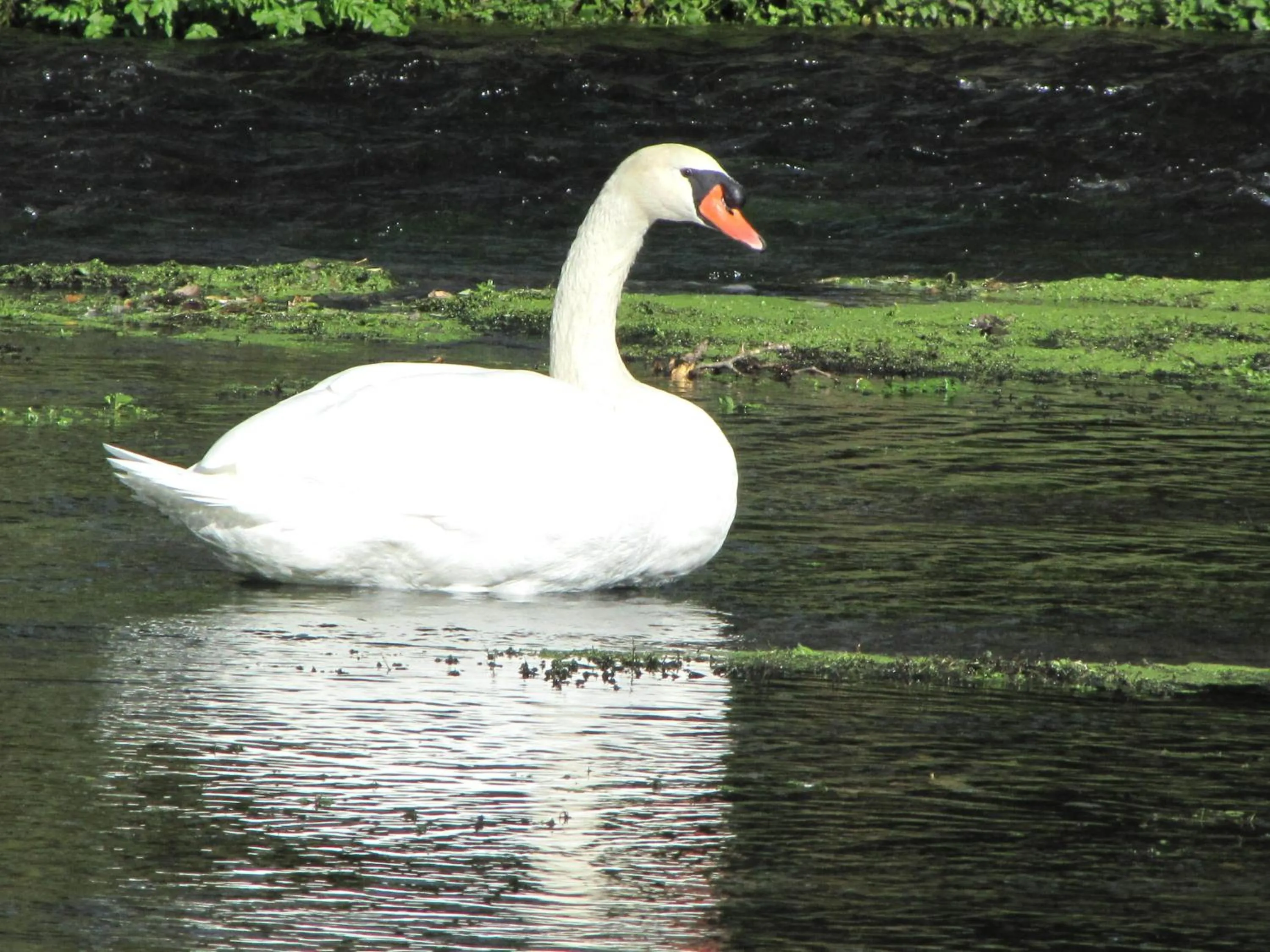 Garden in Hotel Le Caballin