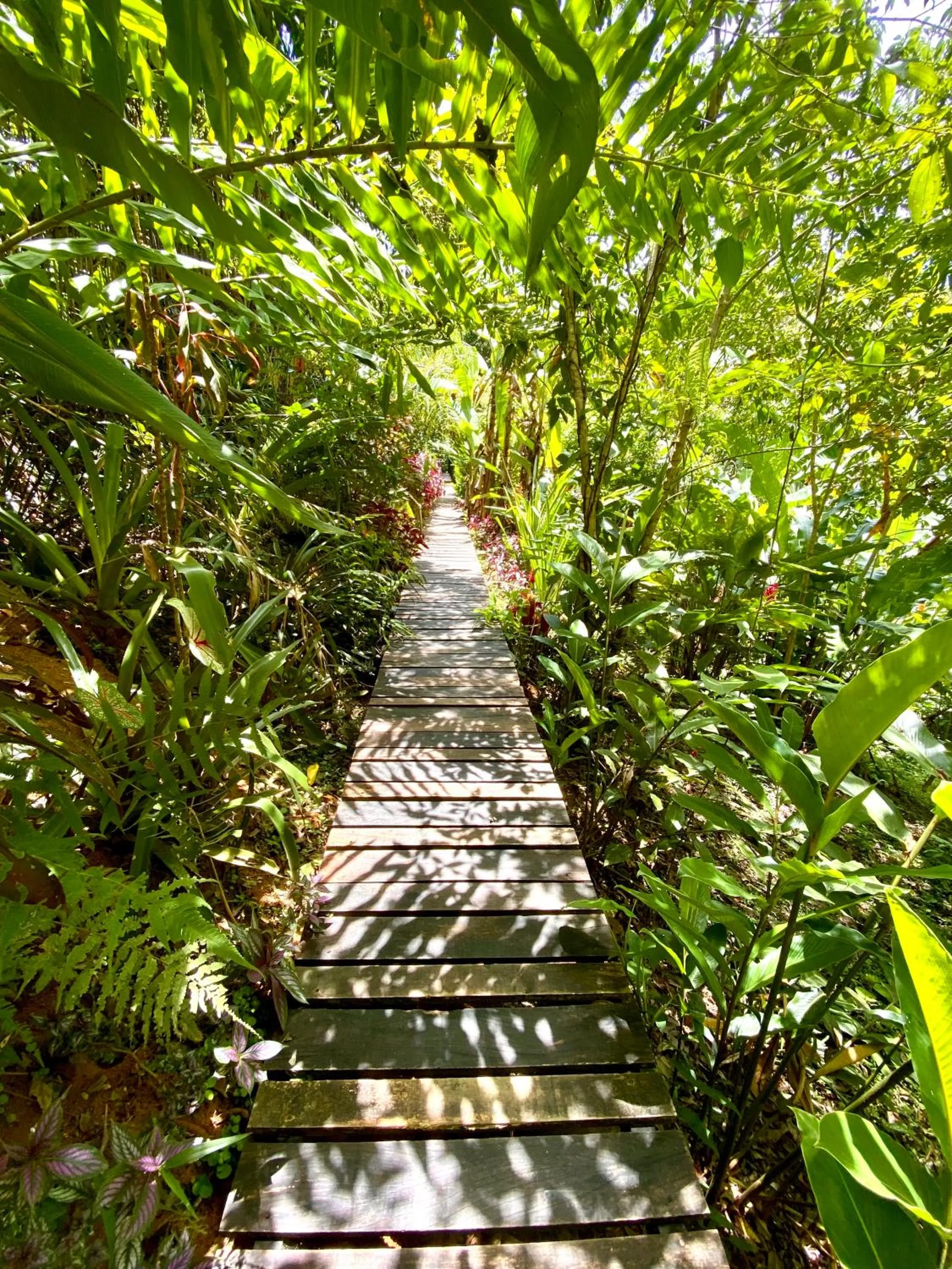 Natural landscape in La Shamana - Ecological Concept in Jungle