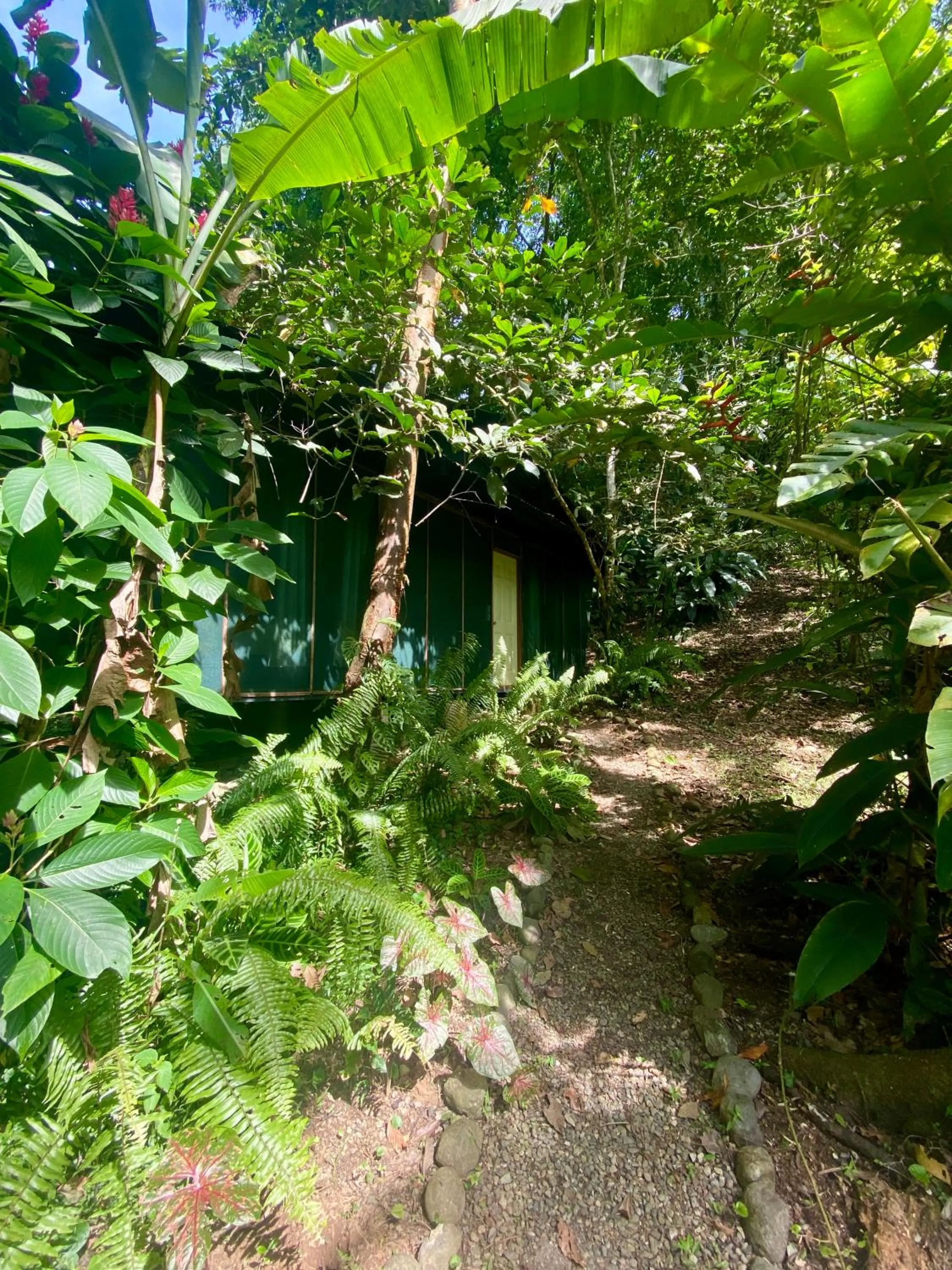 View (from property/room) in La Shamana - Ecological Concept in Jungle