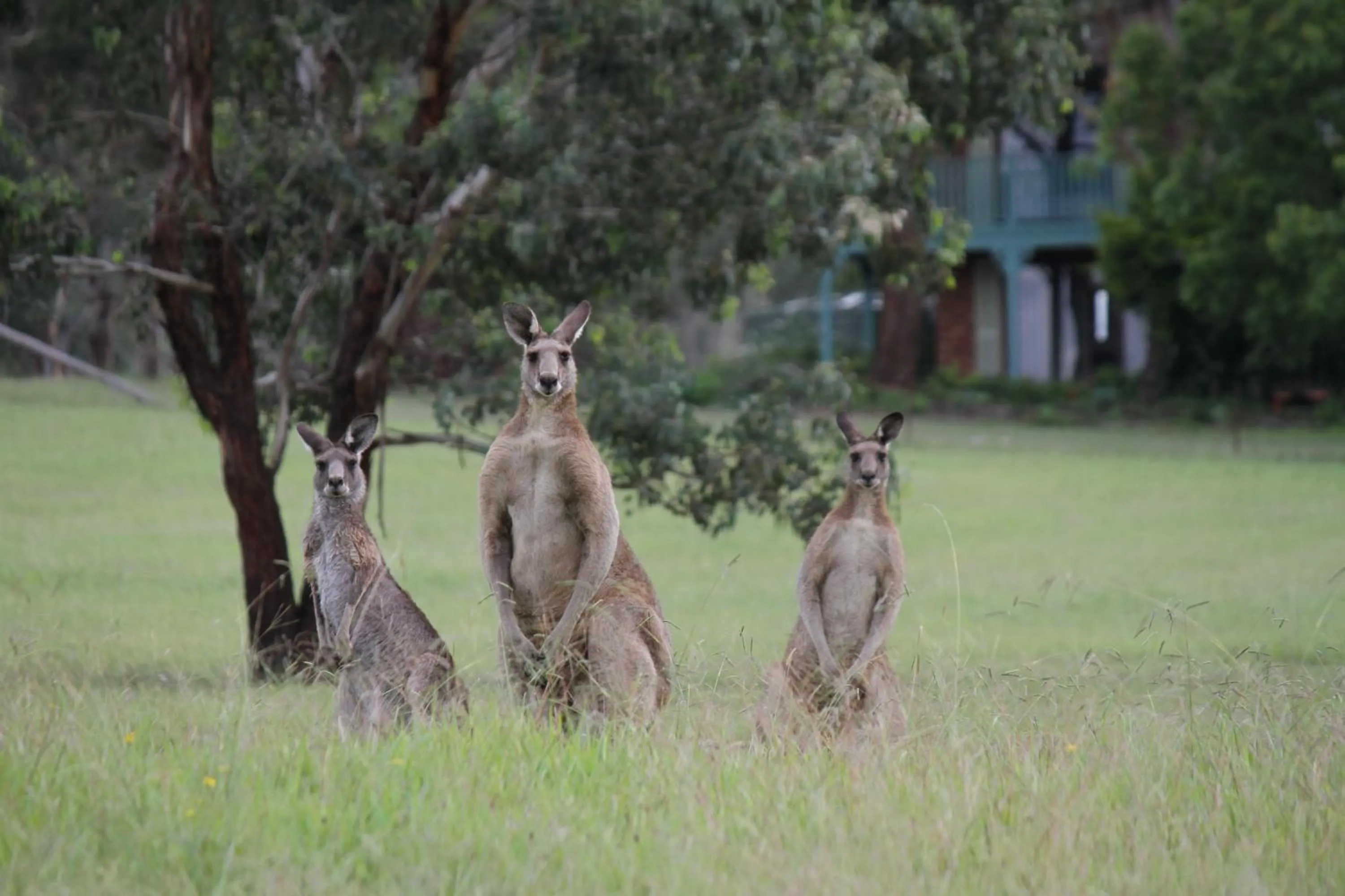 Natural landscape in Hunter Homestead, Lovedale
