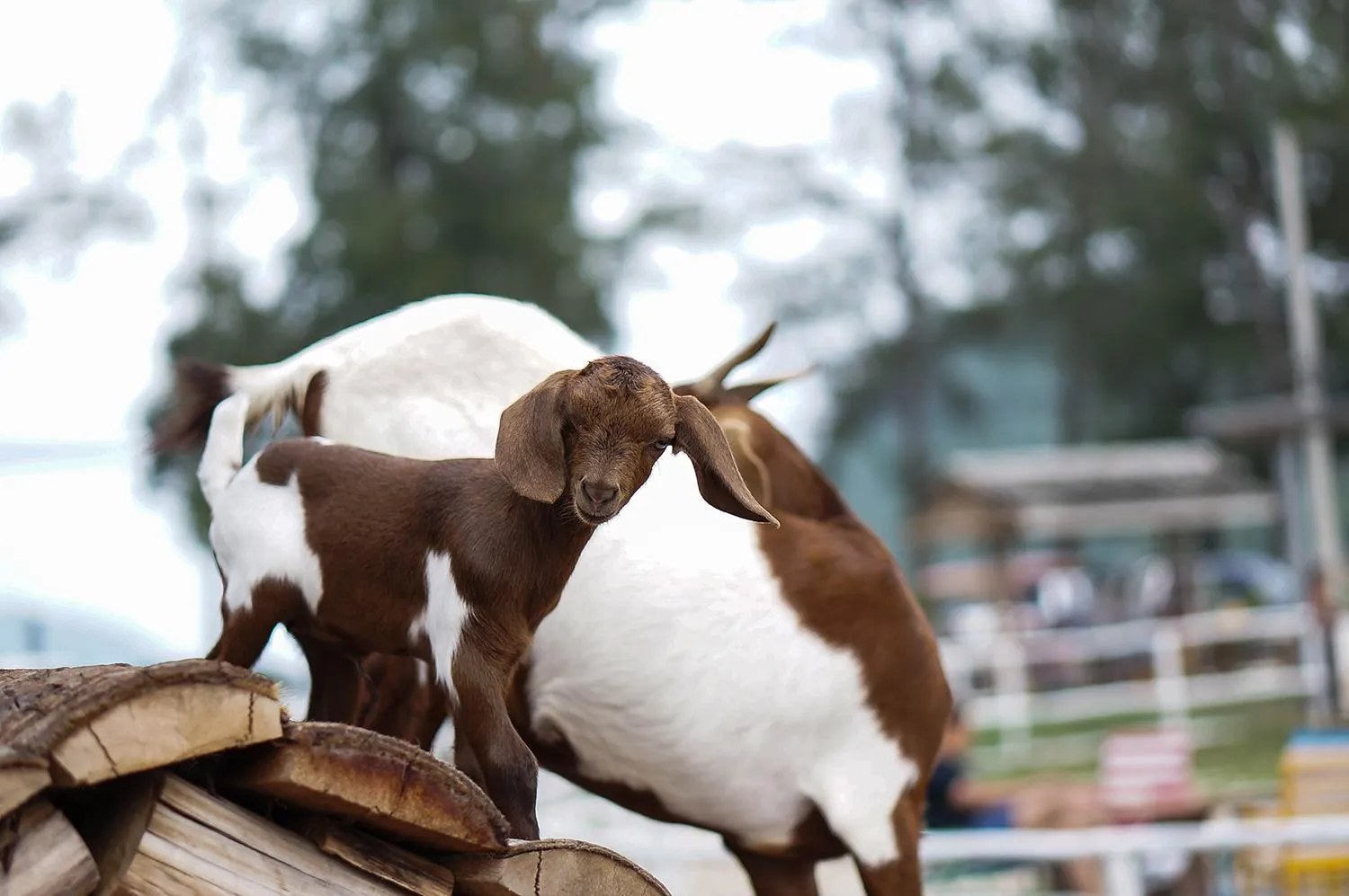 Animals in Tri-Shawa Resort