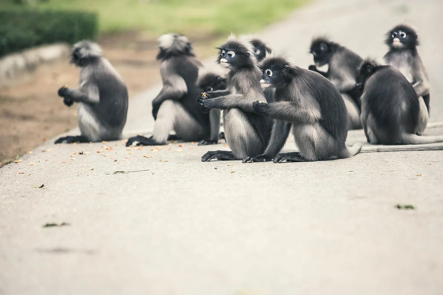 Animals in Tri-Shawa Resort