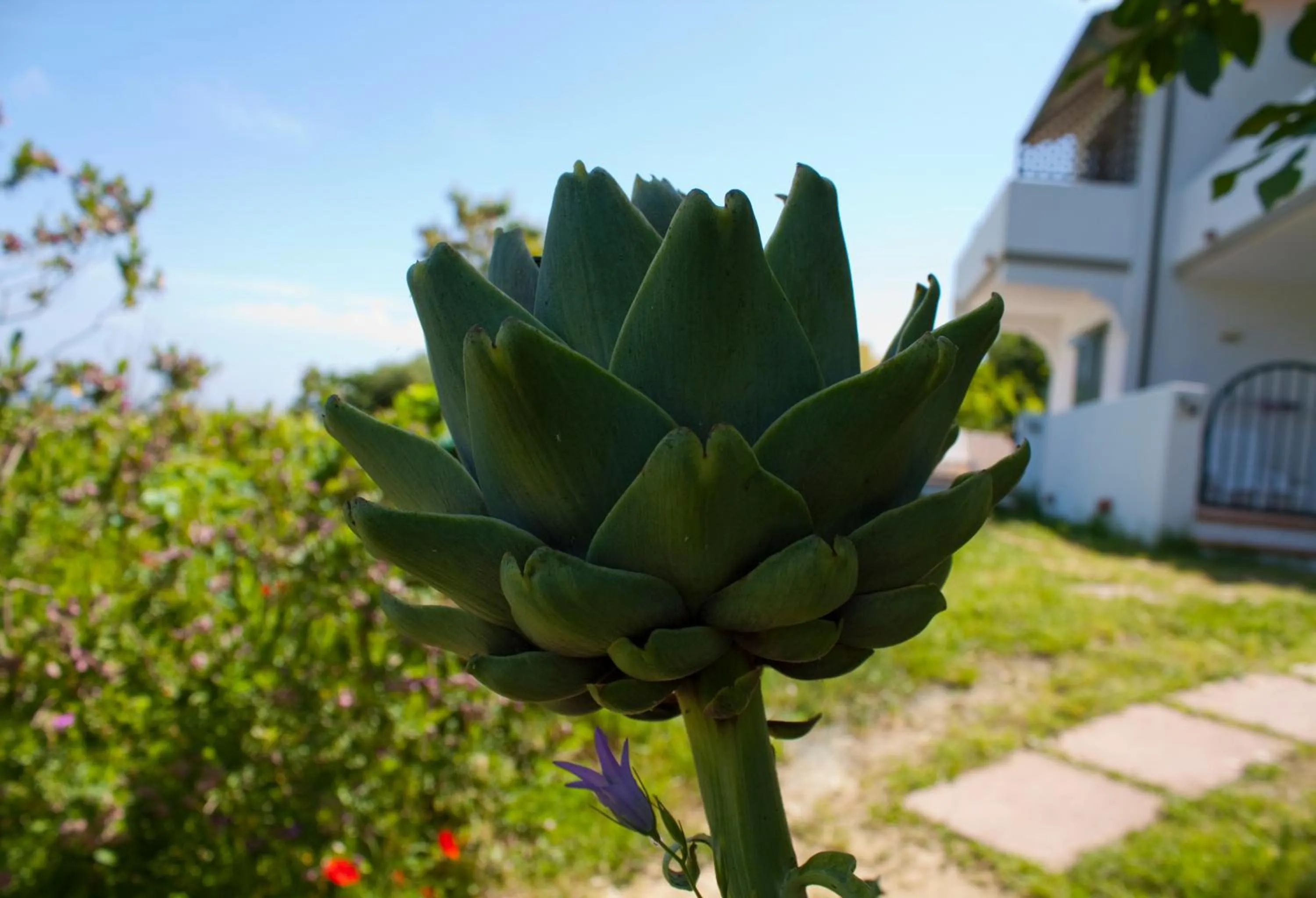 Garden in Hotel Gallo Nero