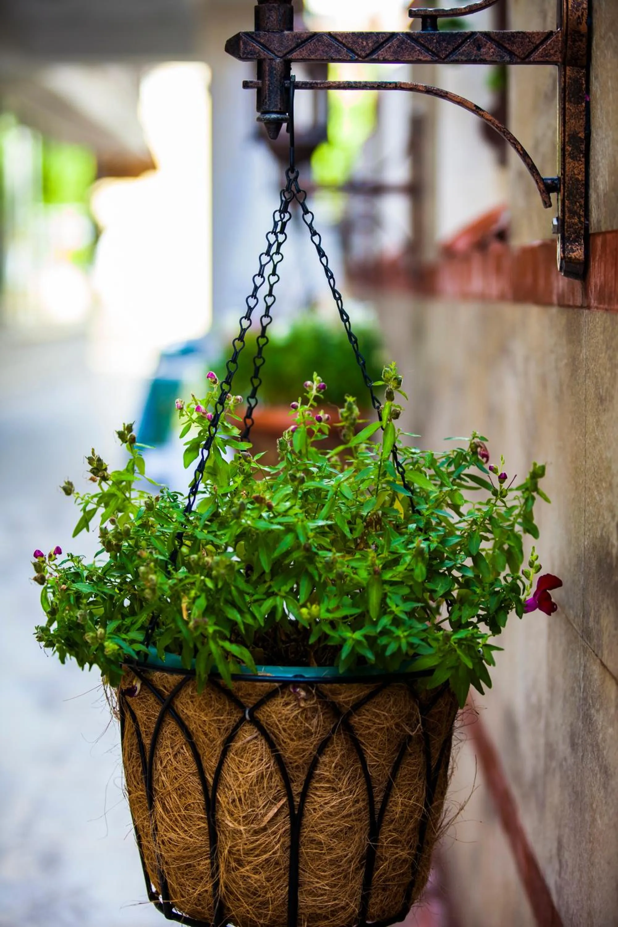 Garden in Oba Time Hotel
