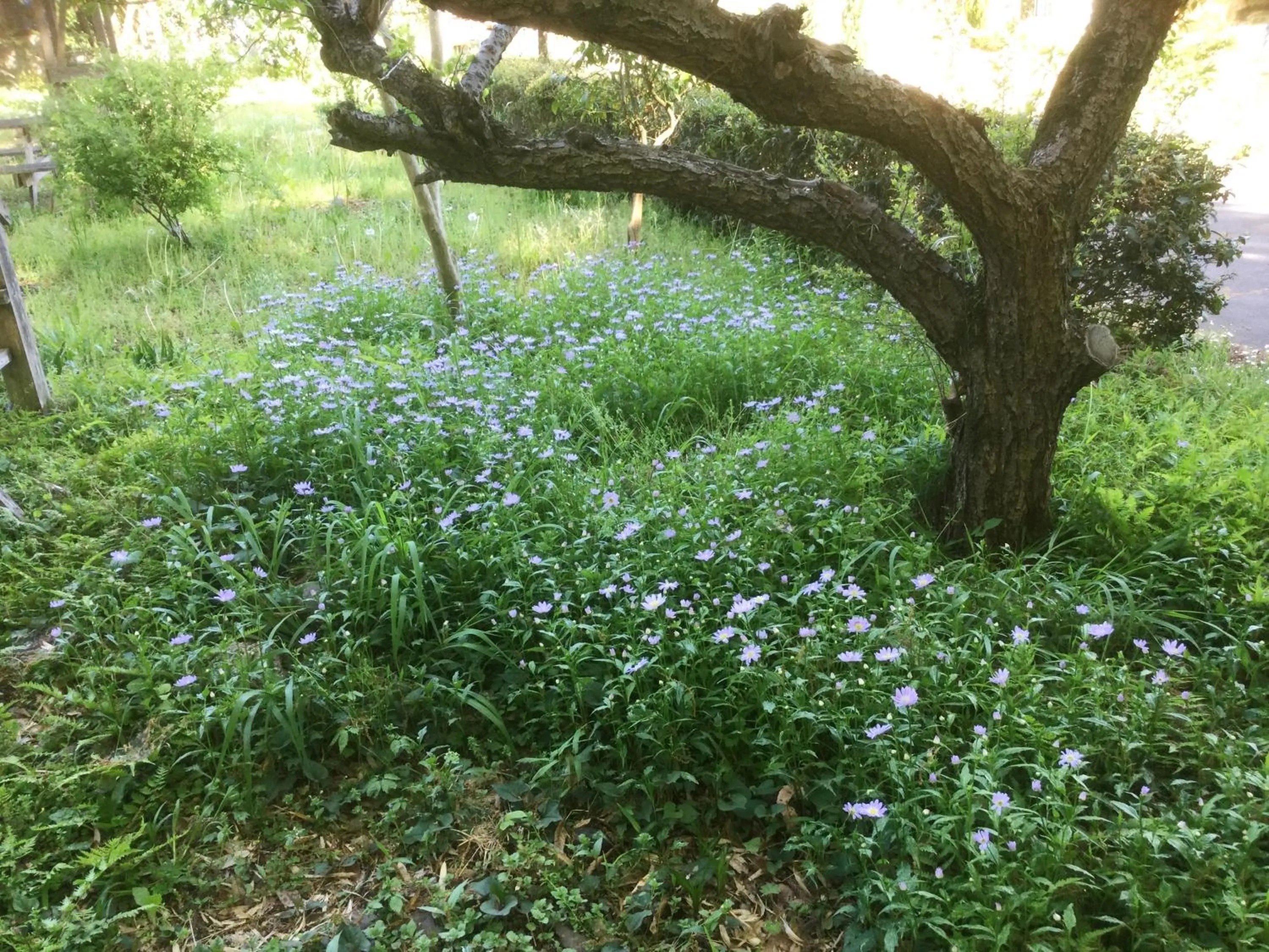 Garden in Morino Garden Mashiko