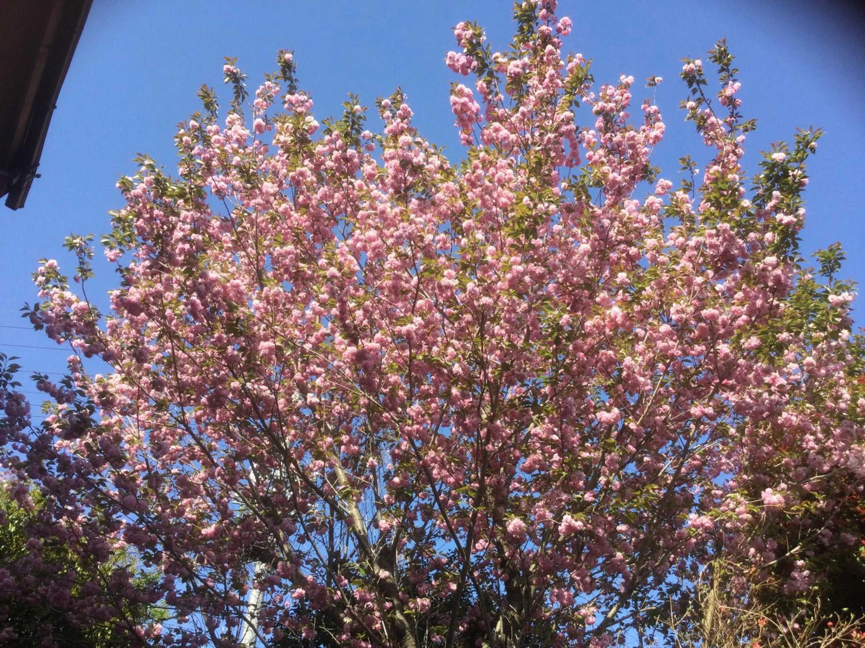 Garden in Morino Garden Mashiko